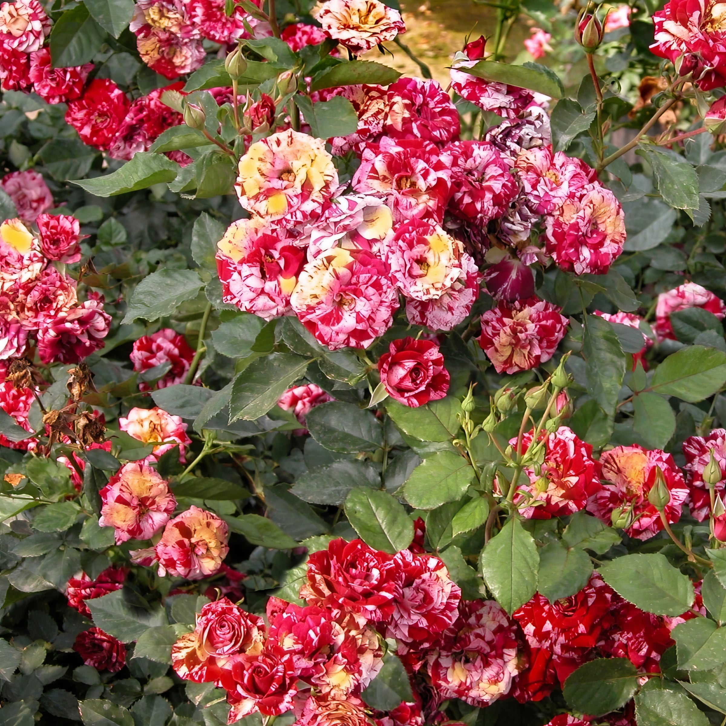 National Plant Network LW1761 roses - View #2