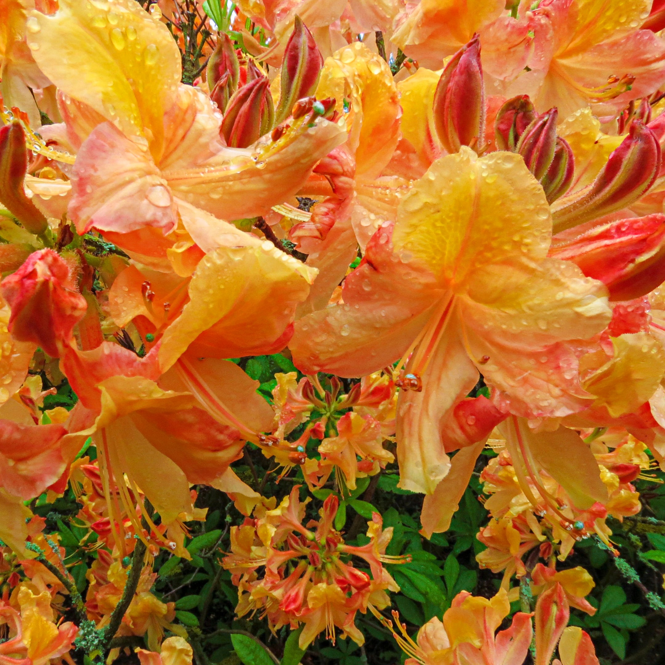 Spring Hill Nurseries 69276 Orange 4-in Klondyke Azalea Flowering Shrub in 1 Pack(s) Pot