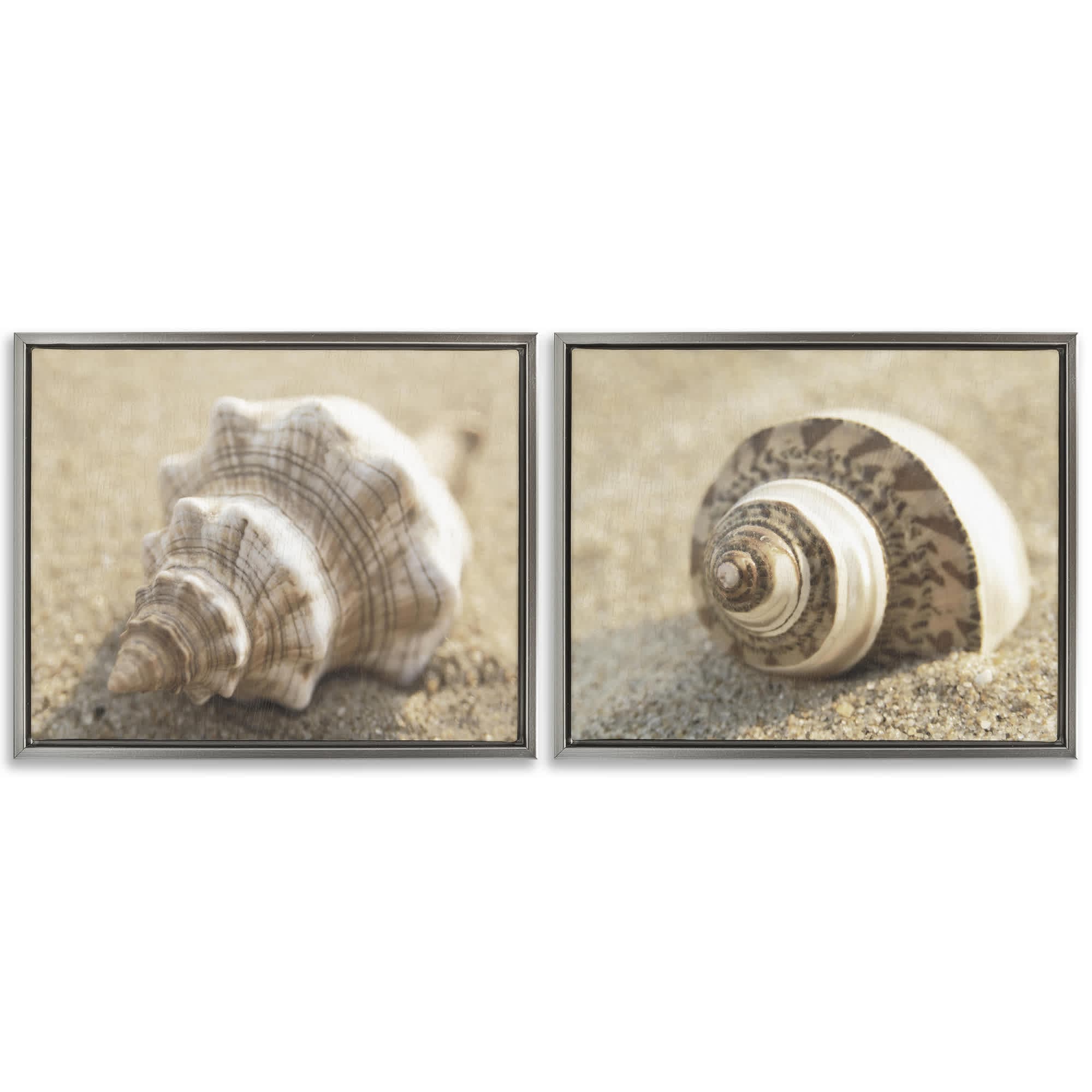 Stupell Industries B2-729-FFL-2PC-16X20 Neutral Tone Sea Life 2 Piece Gray Framed Floater Canvas Set By Dora Rotondella 21 x 17