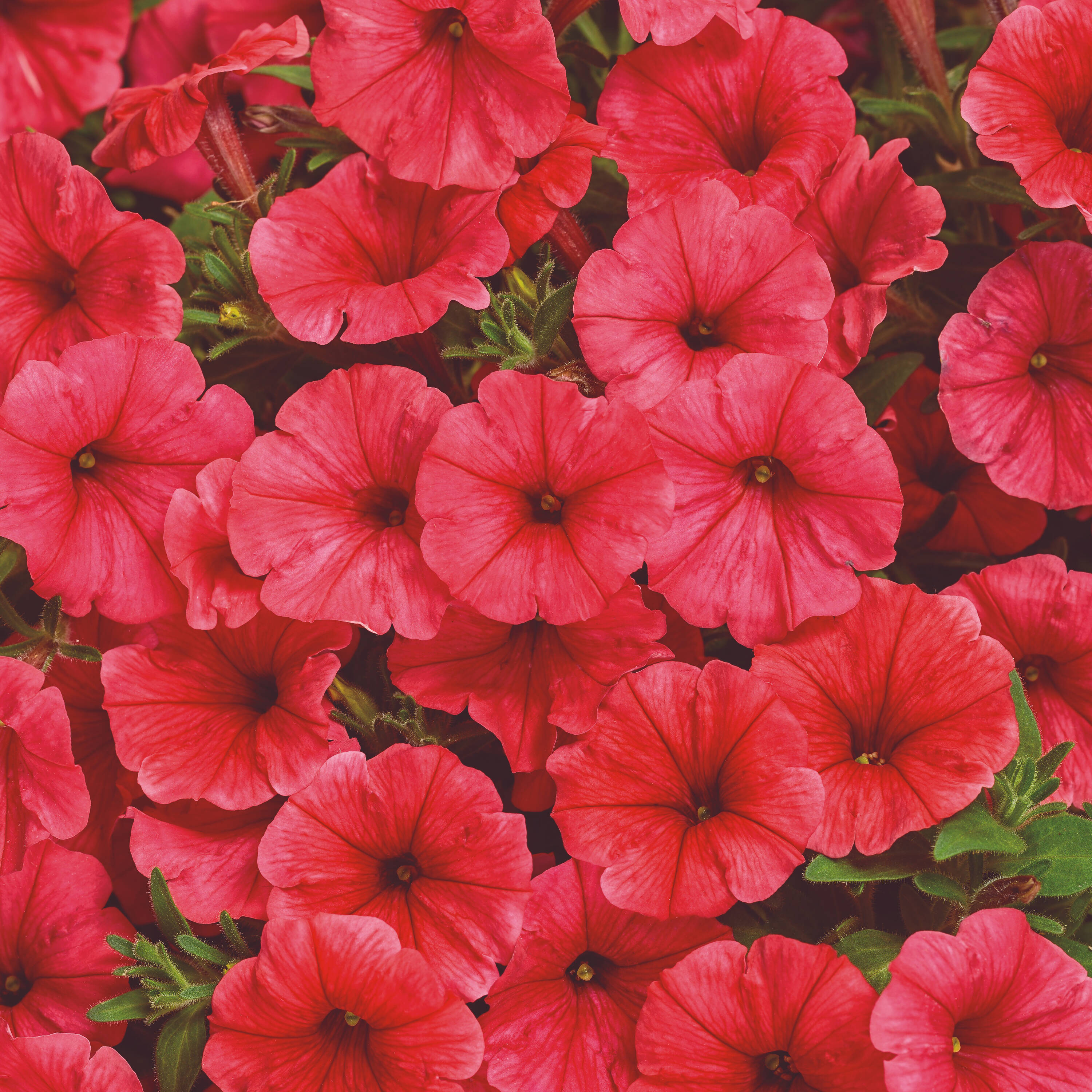 Proven Winners SUPPRW6267504 Red Petunia in 4.25-in Pot 4-Pack