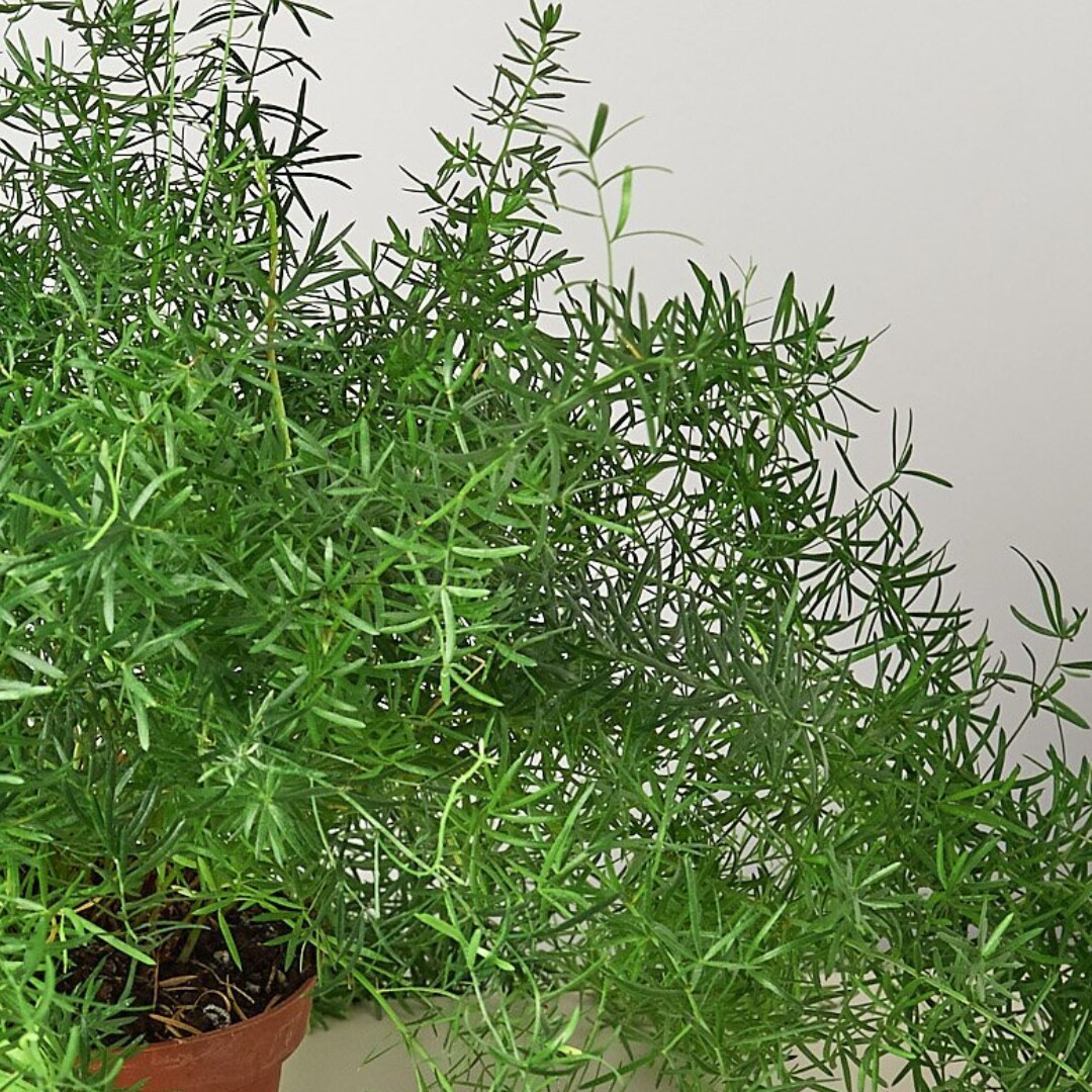 House Plant Shop 6-FERN-SPRENGERI hseplants - View #3