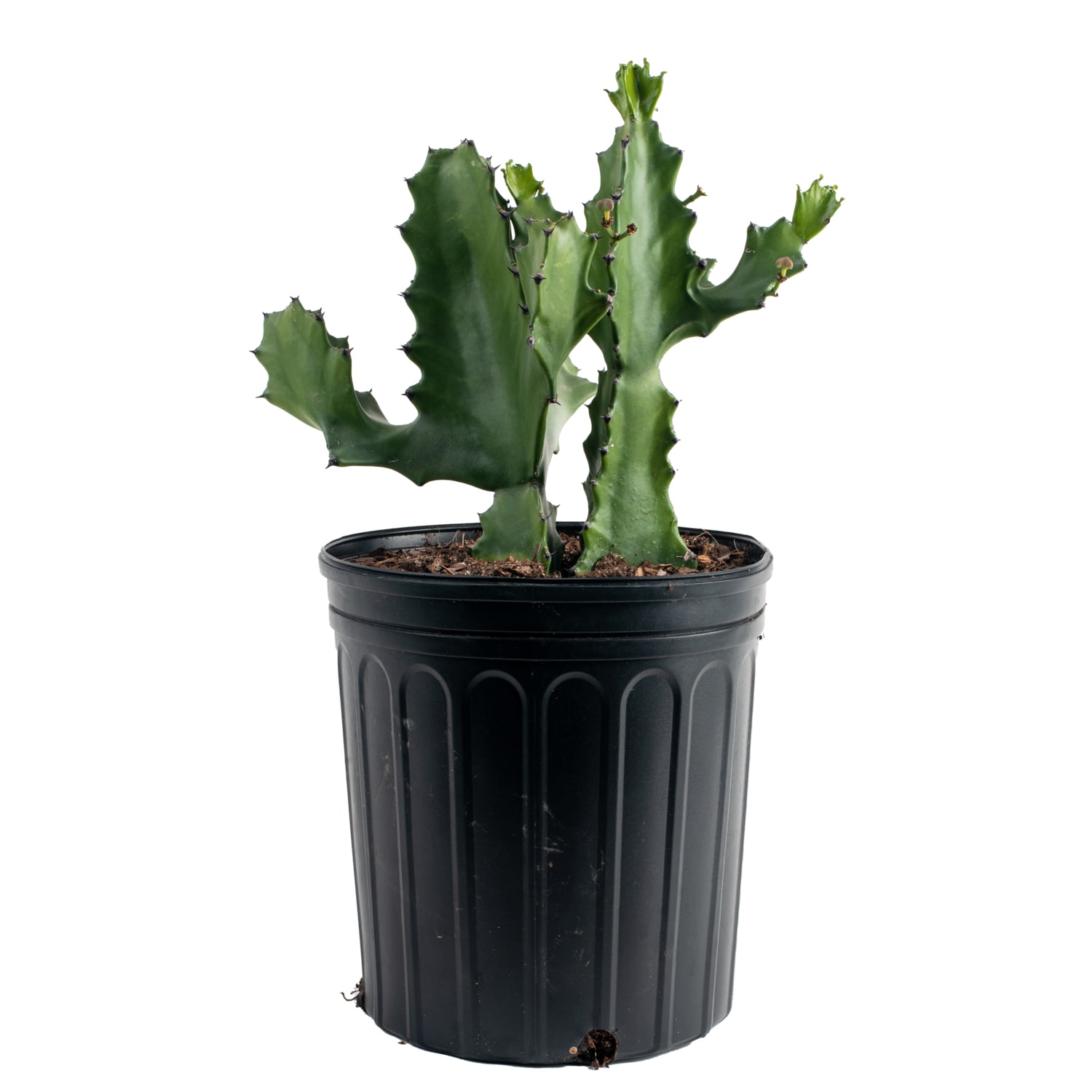 Costa Farms Cactus Euphorbia Lactea Candelabra in 10-in Pot L-ELC-G-POT ...