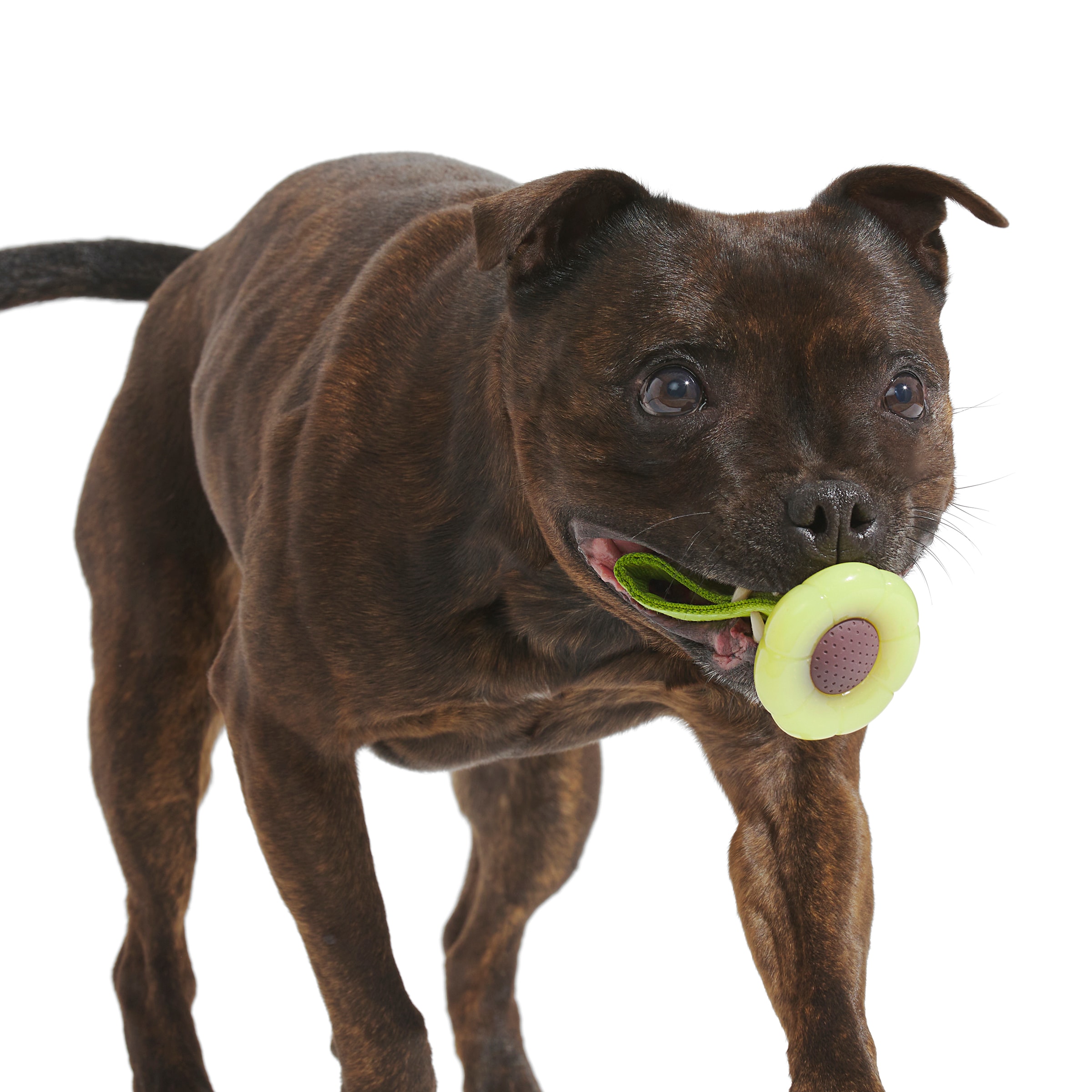 BARK 214995 Dog-Toys - View #2