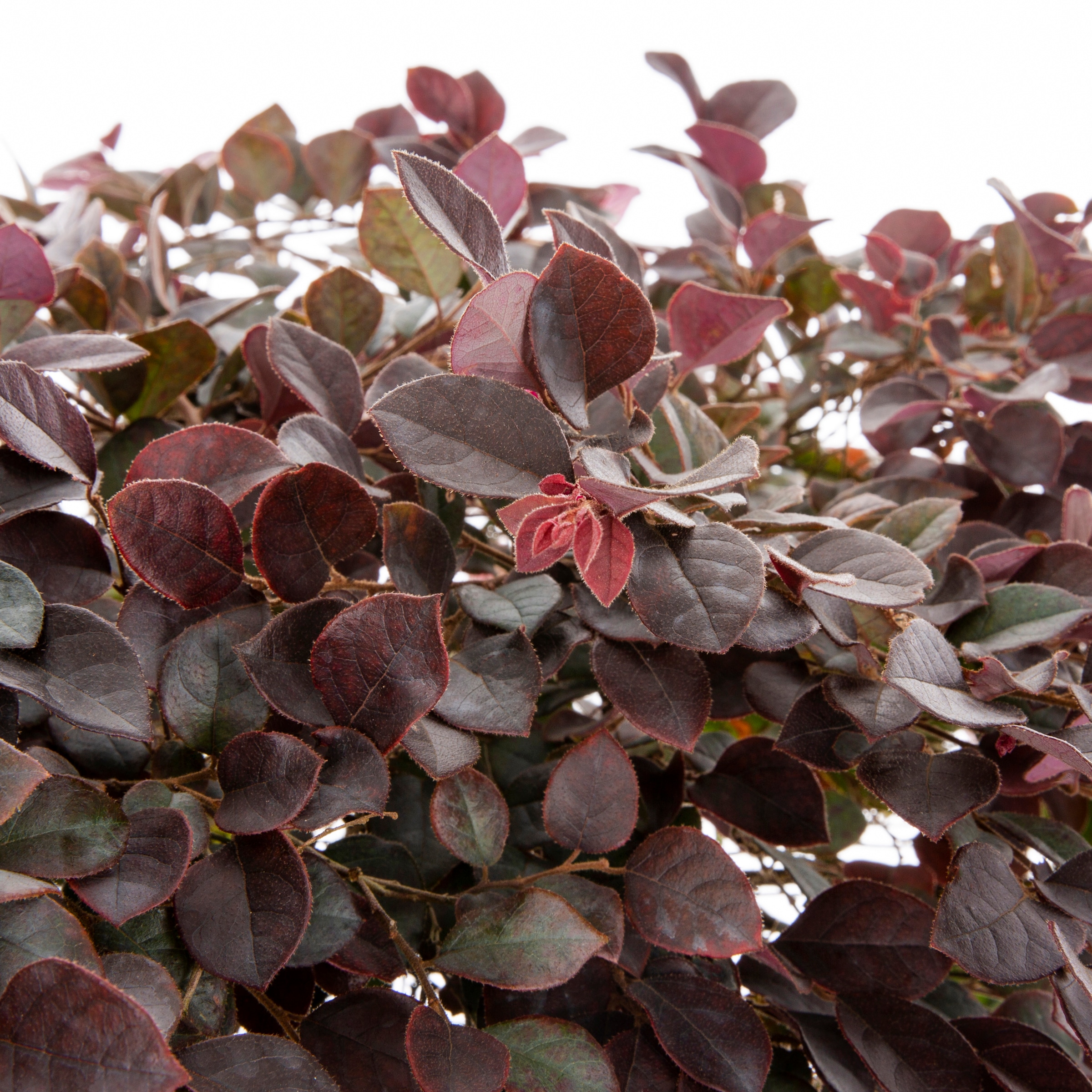 Lowe's NURSERY shrubs - View #2