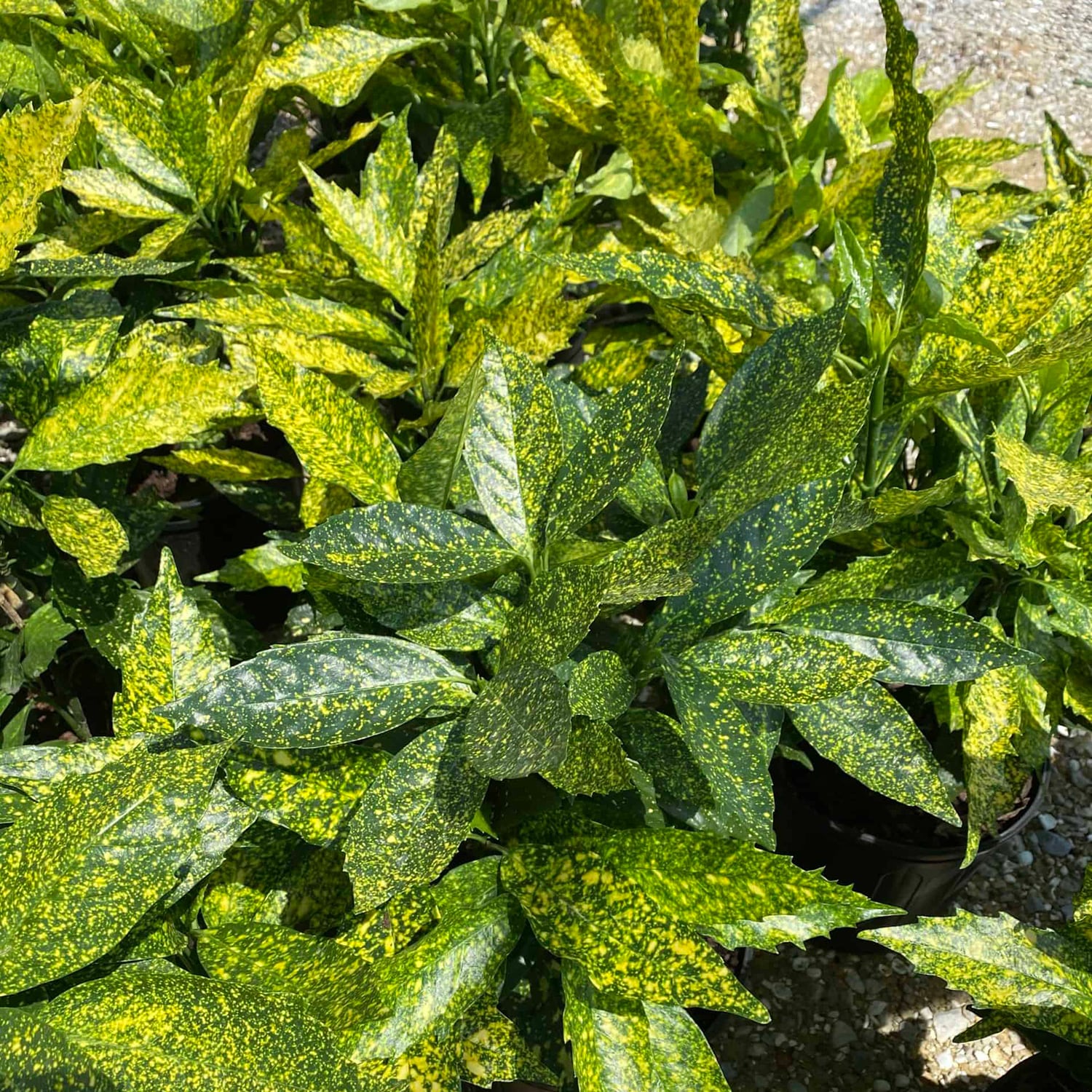 Flowerwood 02853FL-1 shrubs - View #3