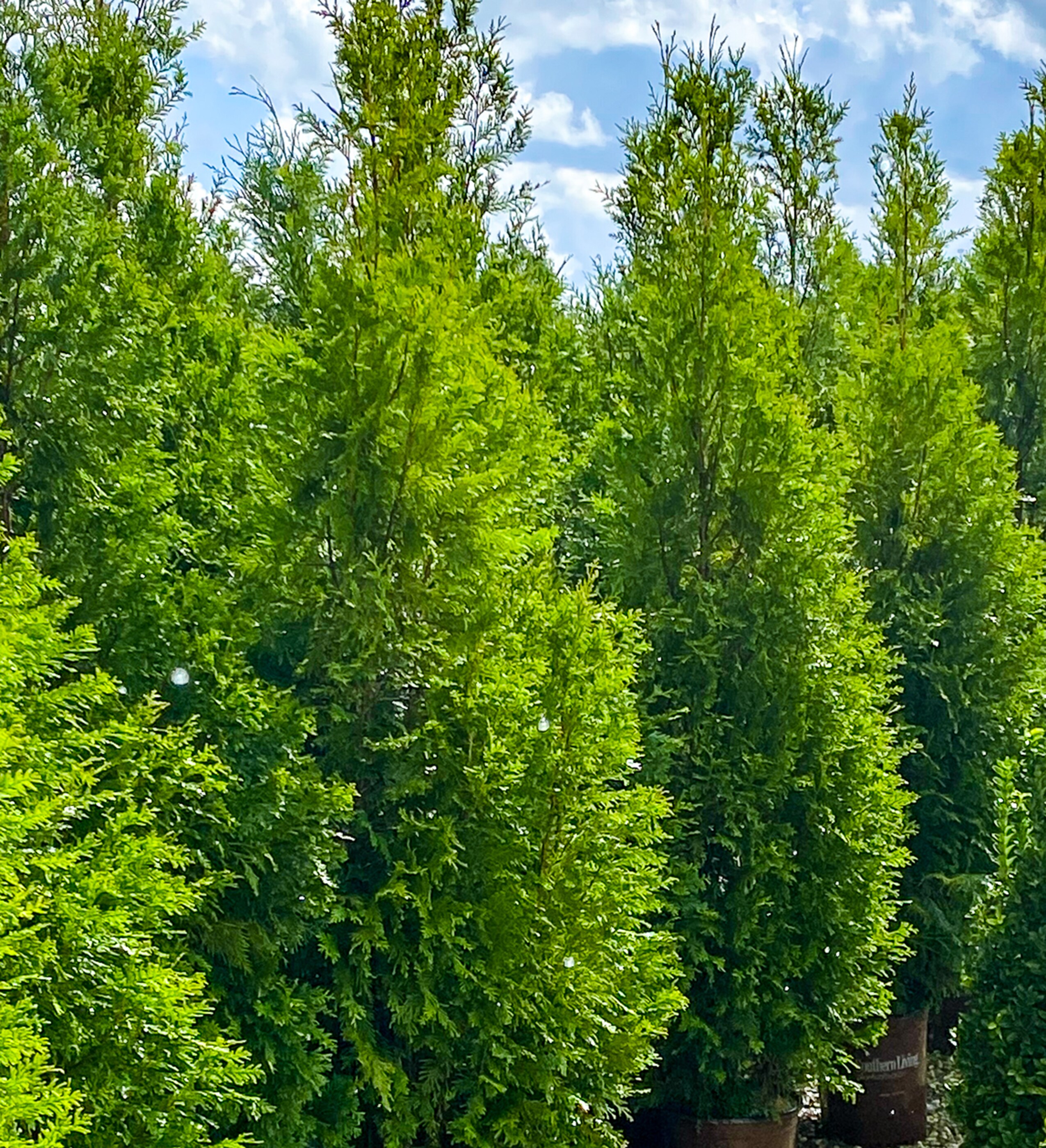 Southern Living Plant Collection 98572 shrubs - View #2