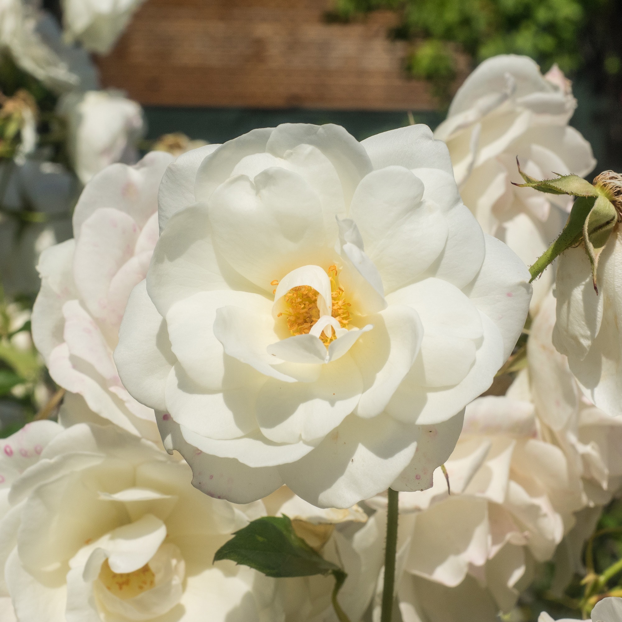 Perfect Plants LOWHITEDRIFTROSE1G roses - View #7