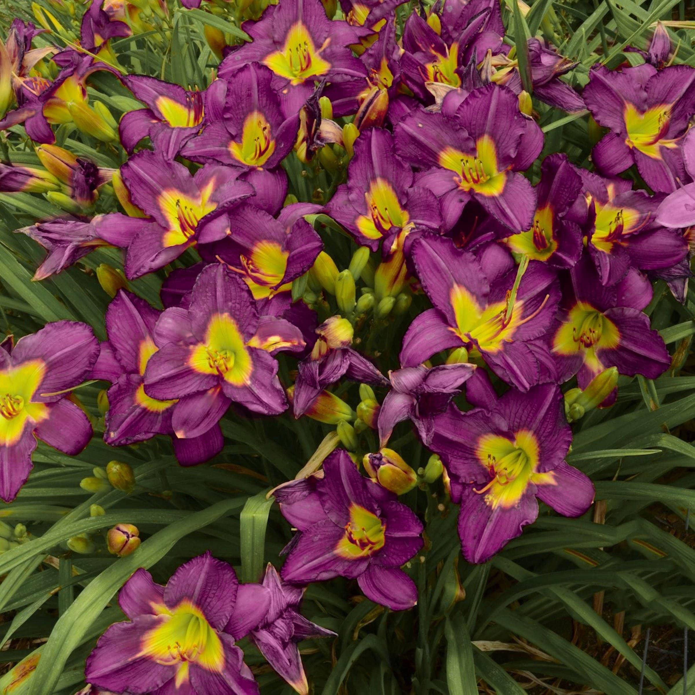 National Plant Network LW2608 perennials - View #8