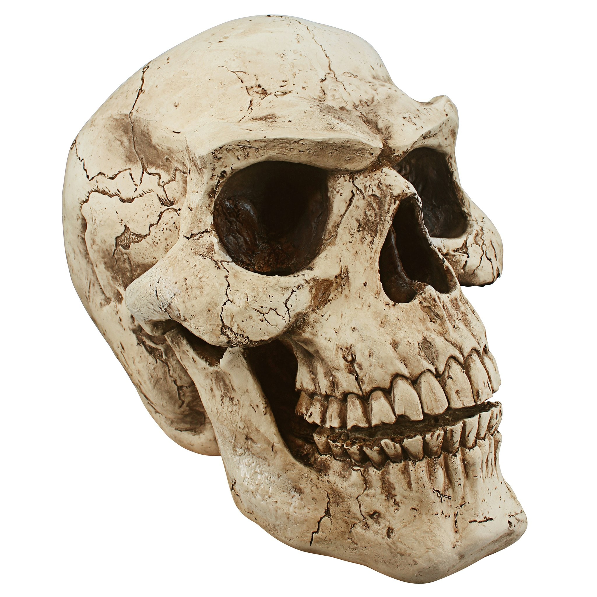 Giant Beige Resin Halloween Skeleton Skull Sculpture