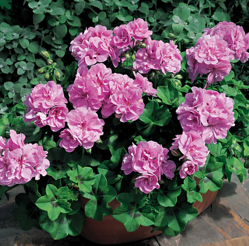 Lowe's 560004 annuals - View #6