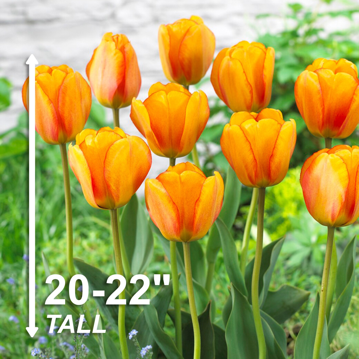 Garden State Bulb ECF-48-50-02 Plant-Bulbs - View #3
