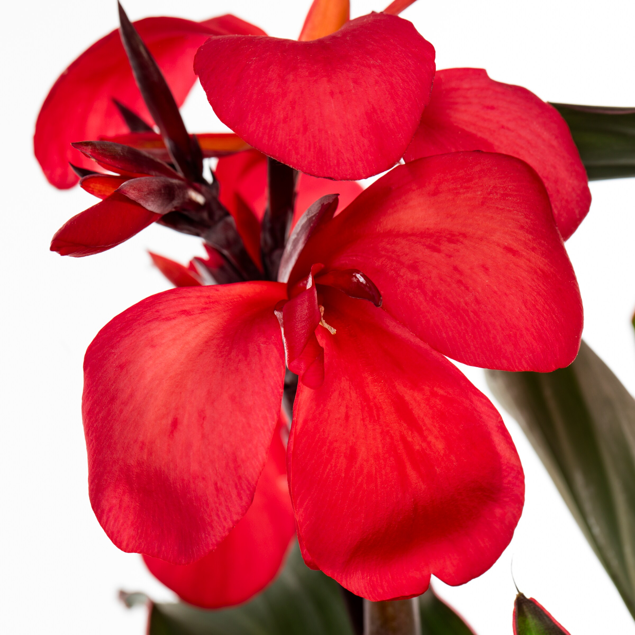 Monrovia 79150 perennials - View #2