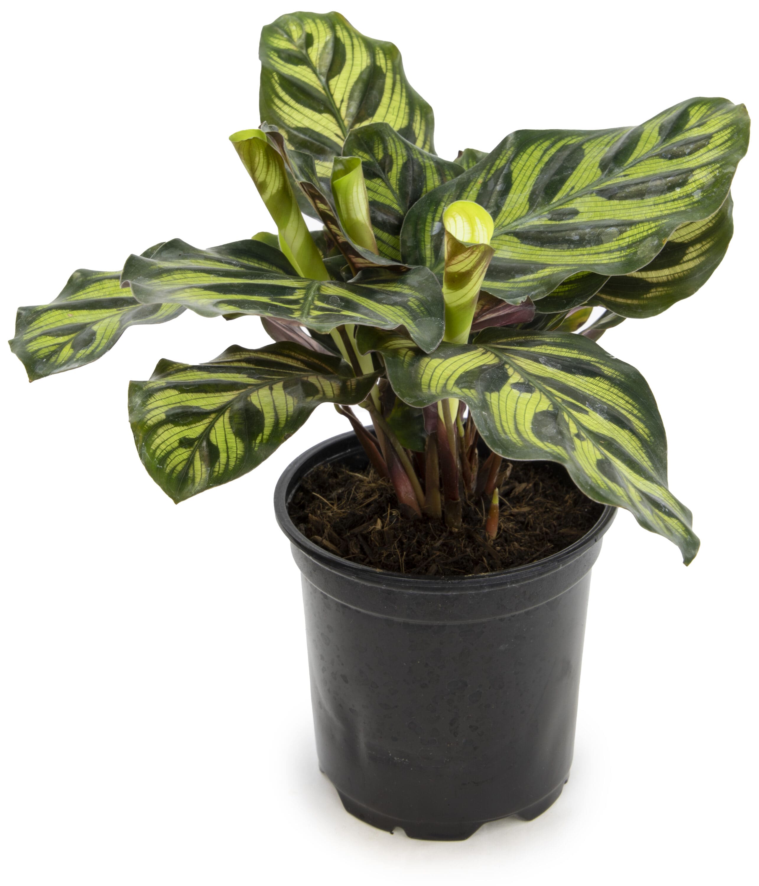 Black Plastic Indoor/Outdoor Calathea Plant in 15" Planter
