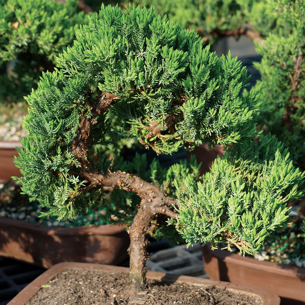 Brussel's Bonsai DT4002GMJ trees - View #3