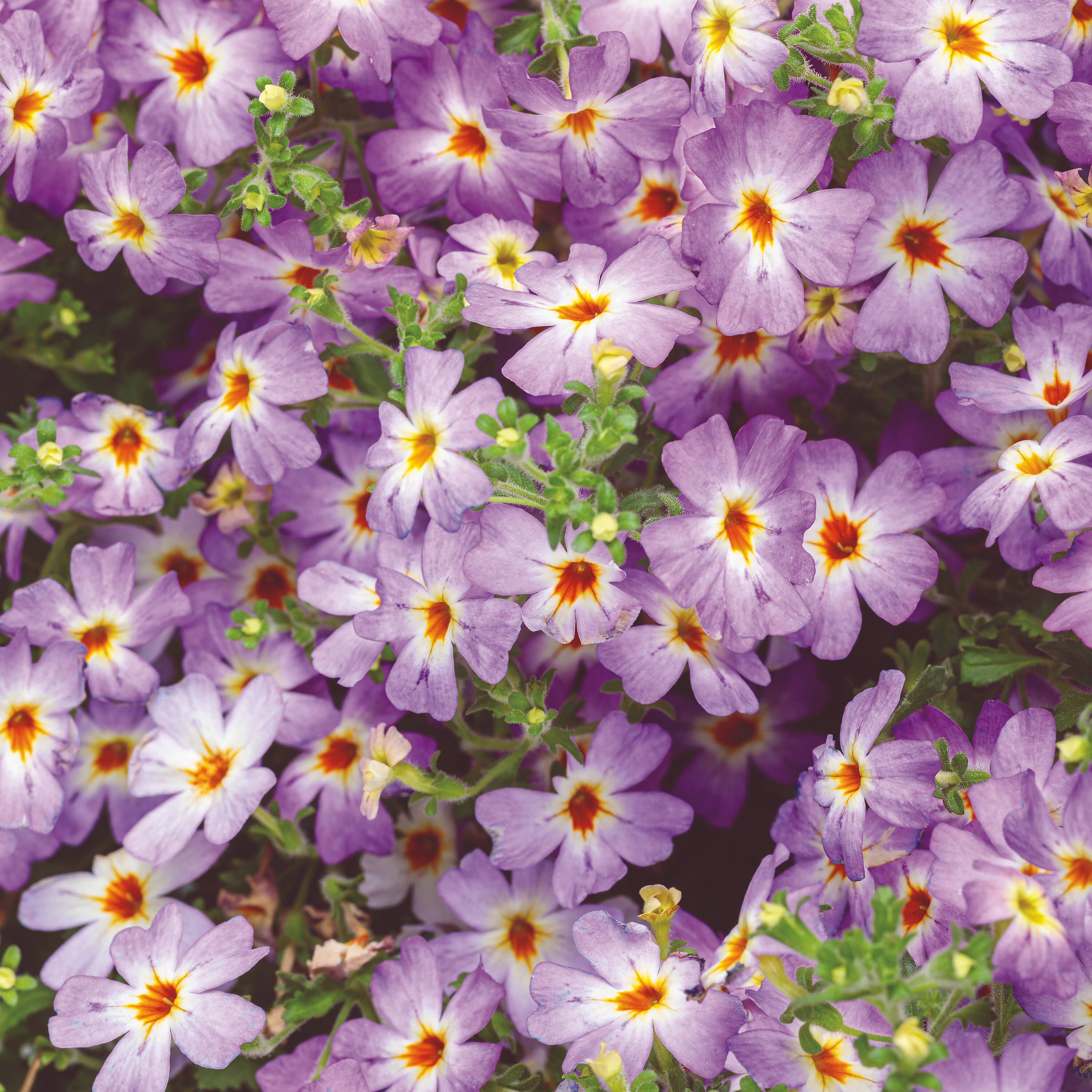 Proven Winners JAMPRW1027504 Multicolor Phlox in 4.25-in Pot 4-Pack