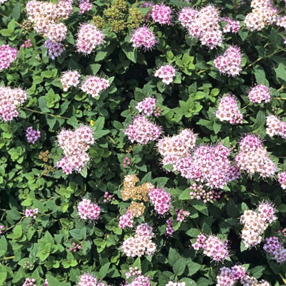  O854003 shrubs - View #2