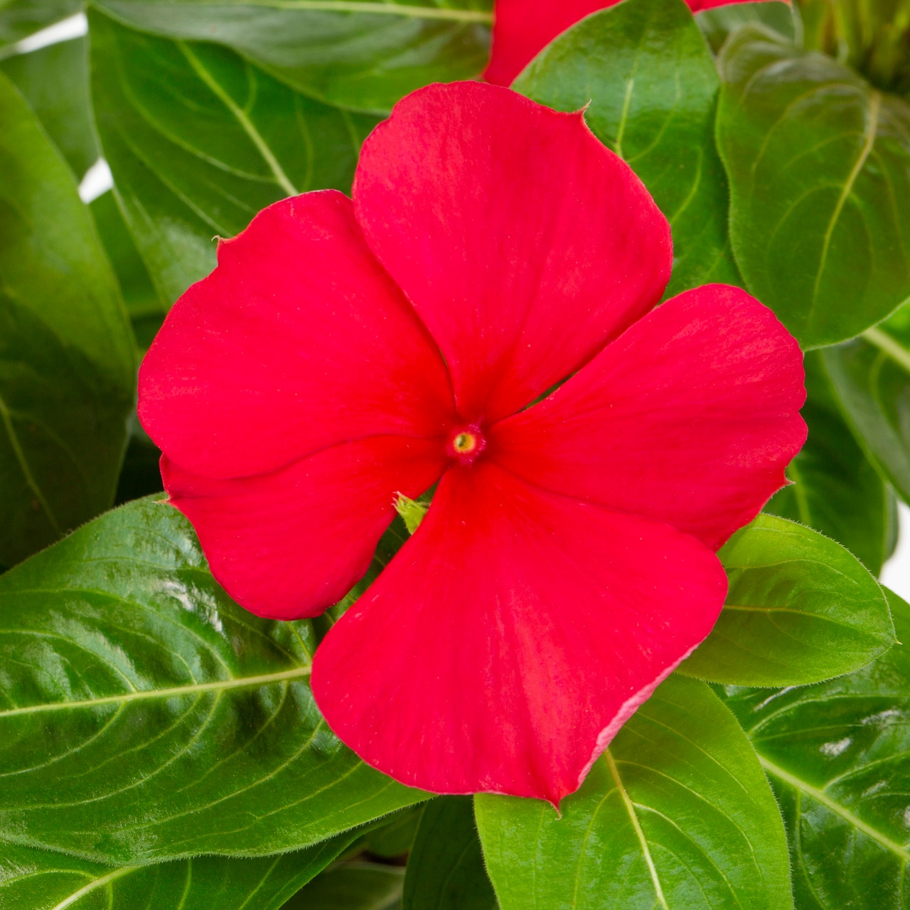 Metrolina Greenhouses 5079 annuals - View #3