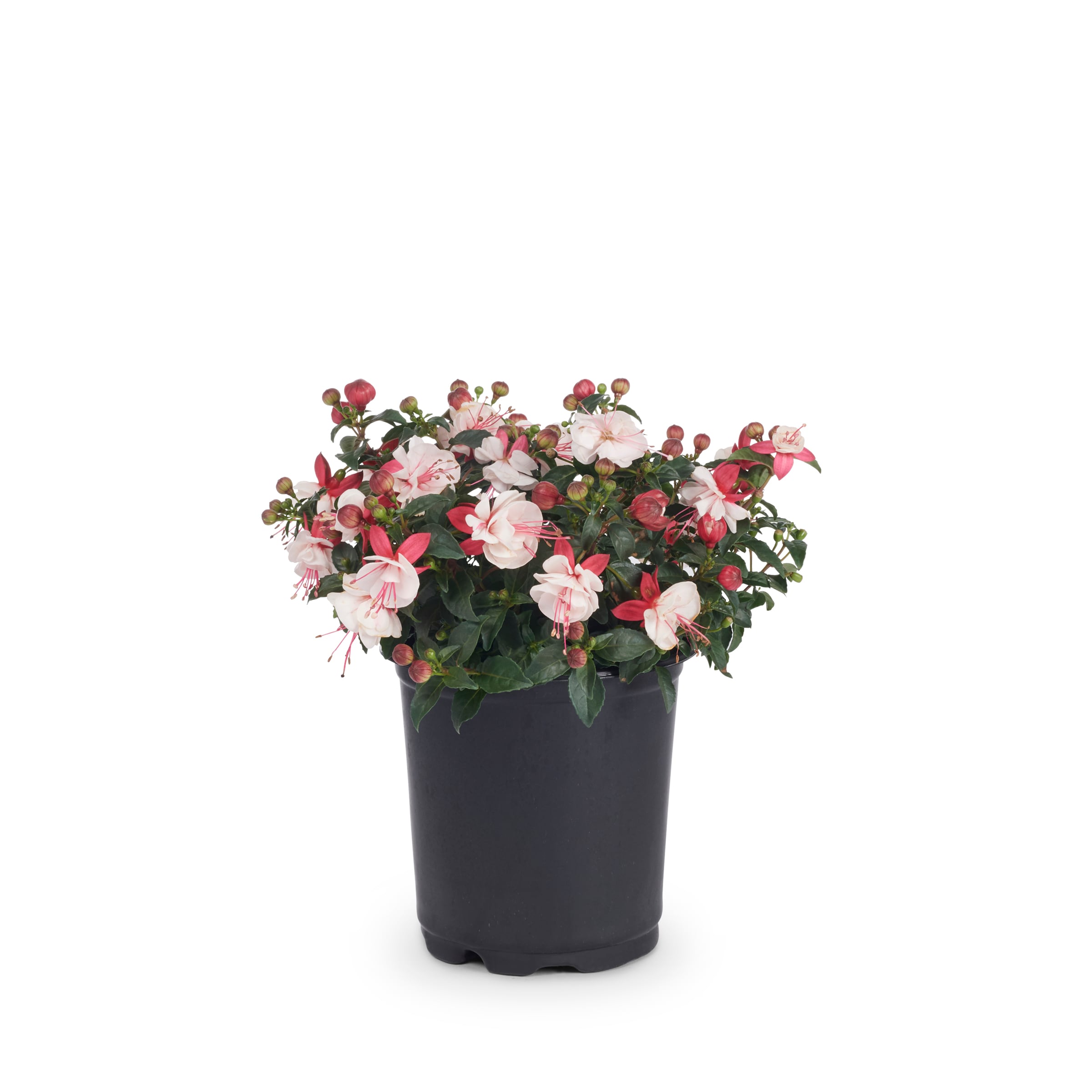 Lowe's 94002 Multicolor Fuchsia in 1 Quart(s) Pot 1 -Pack