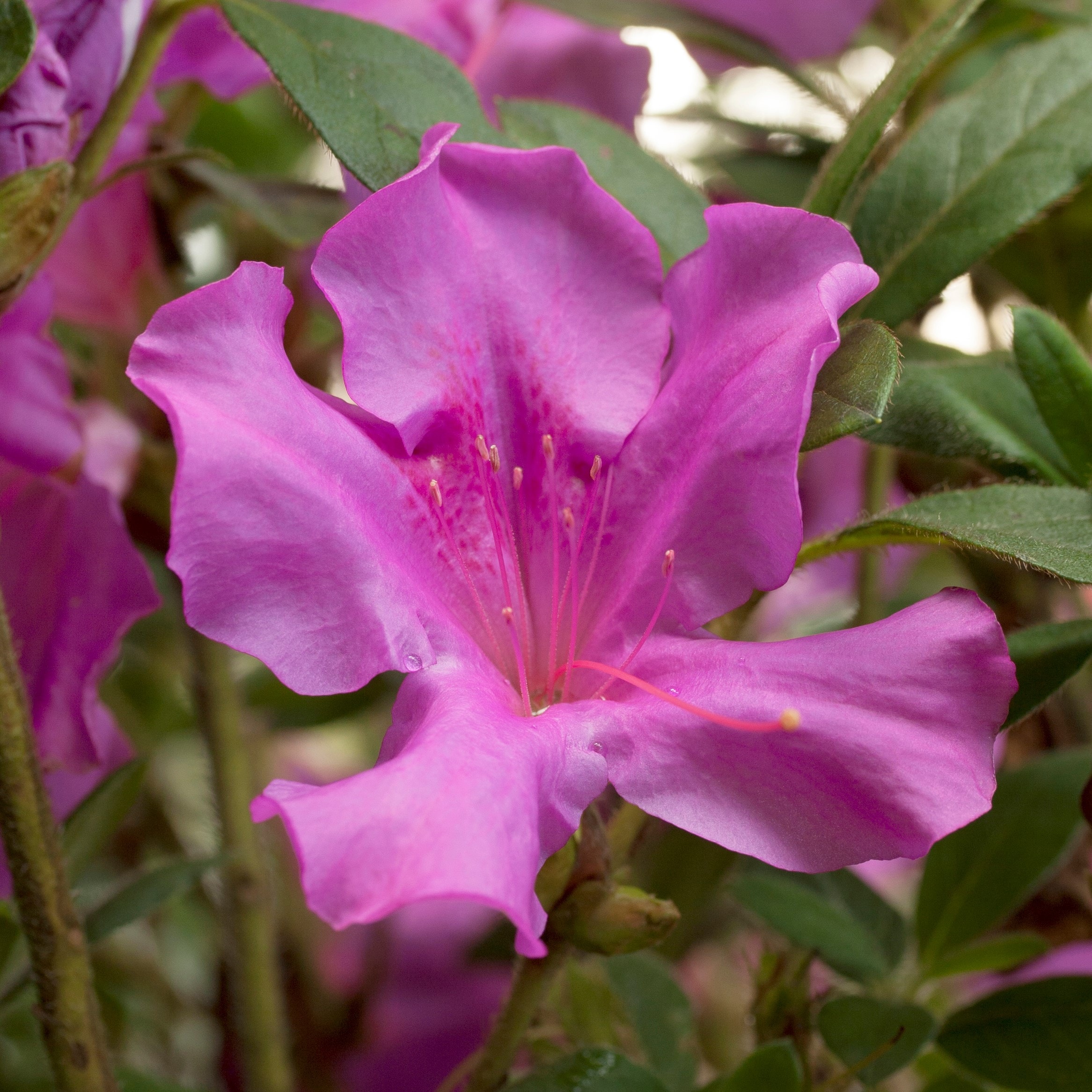 Encore Azalea 80551 Autumn Royalty Azalea Flowering Shrub in 1 -Gallon Pot 1 -Pack with Purple Blooms