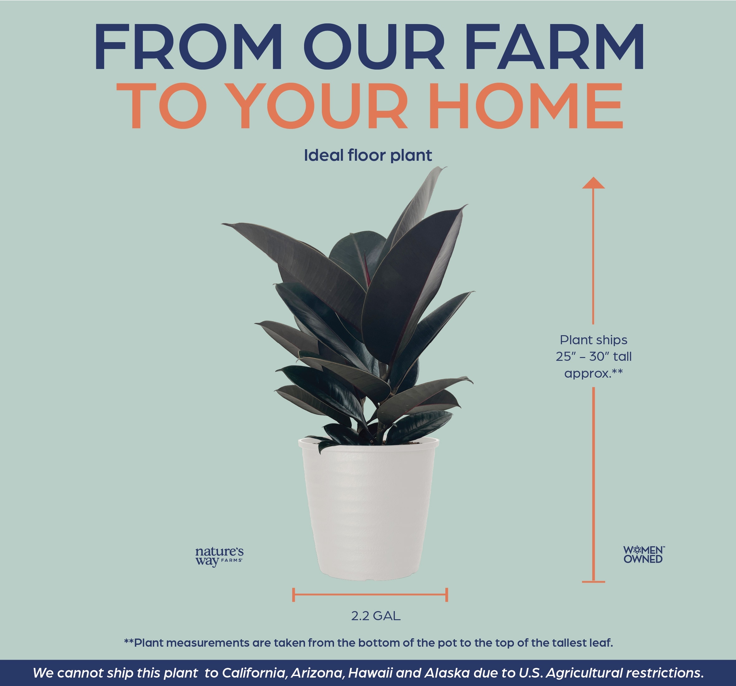 Nature's Way Farms 6021619 perennials - View #5