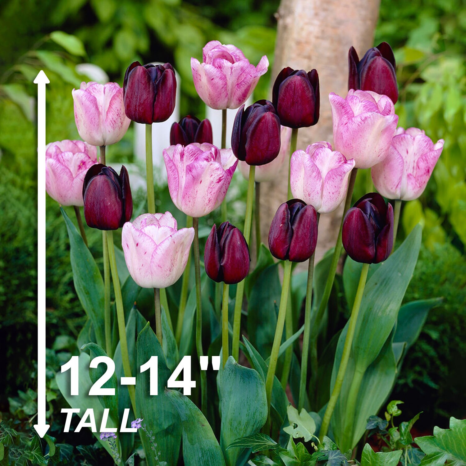 Garden State Bulb ECF-127-50-02 Plant-Bulbs - View #3