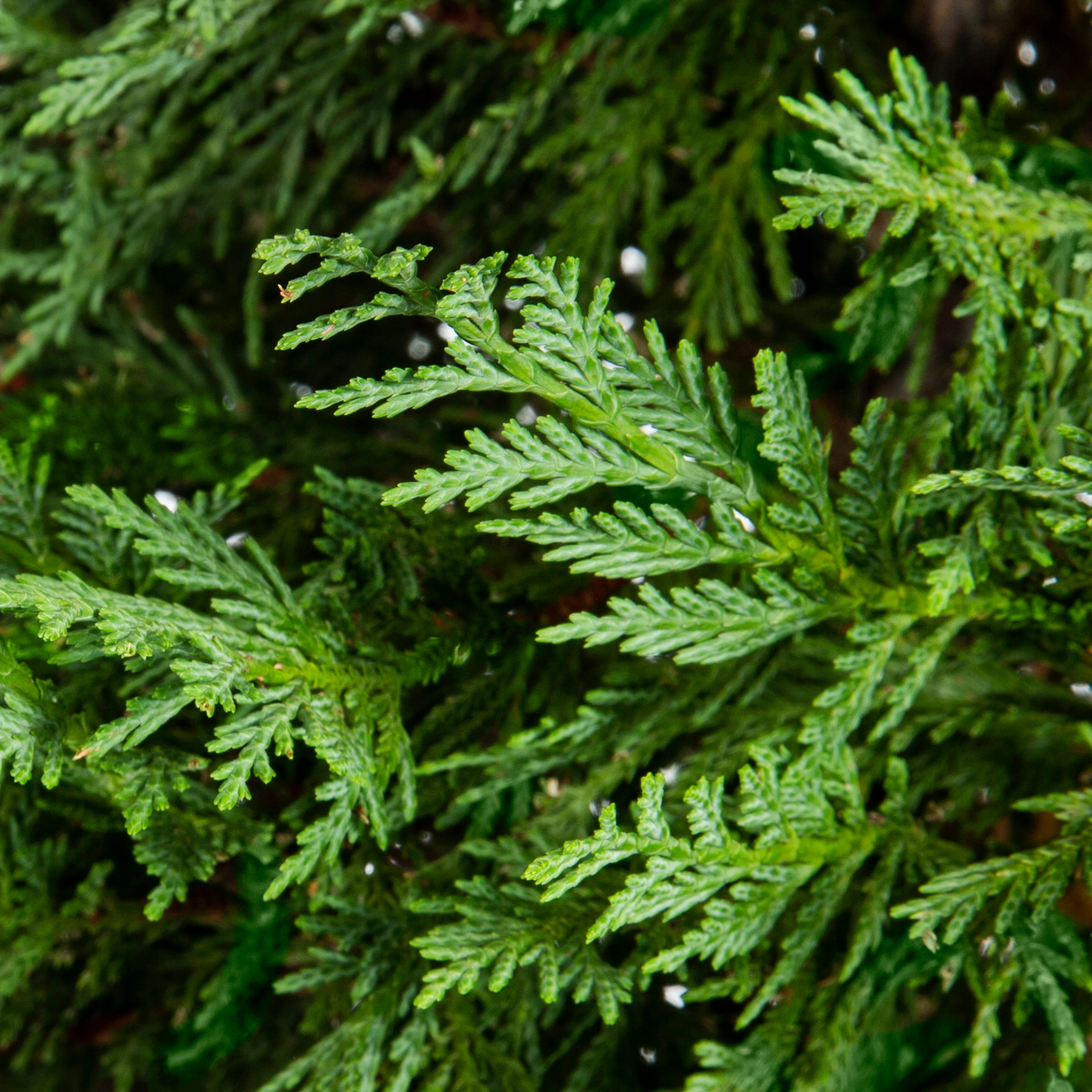 Lowe's 478745 shrubs - View #2