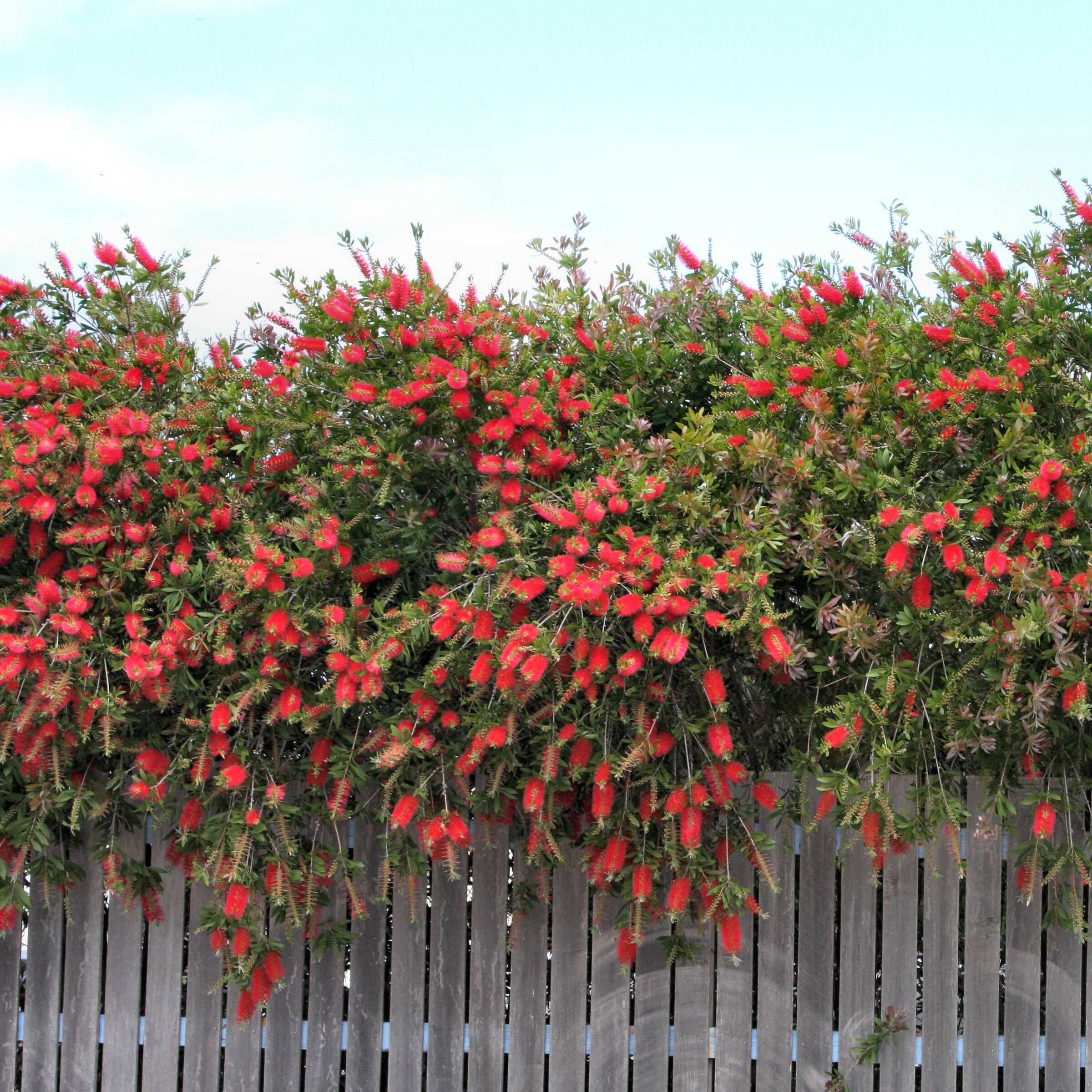 National Plant Network LW2708 shrubs - View #9