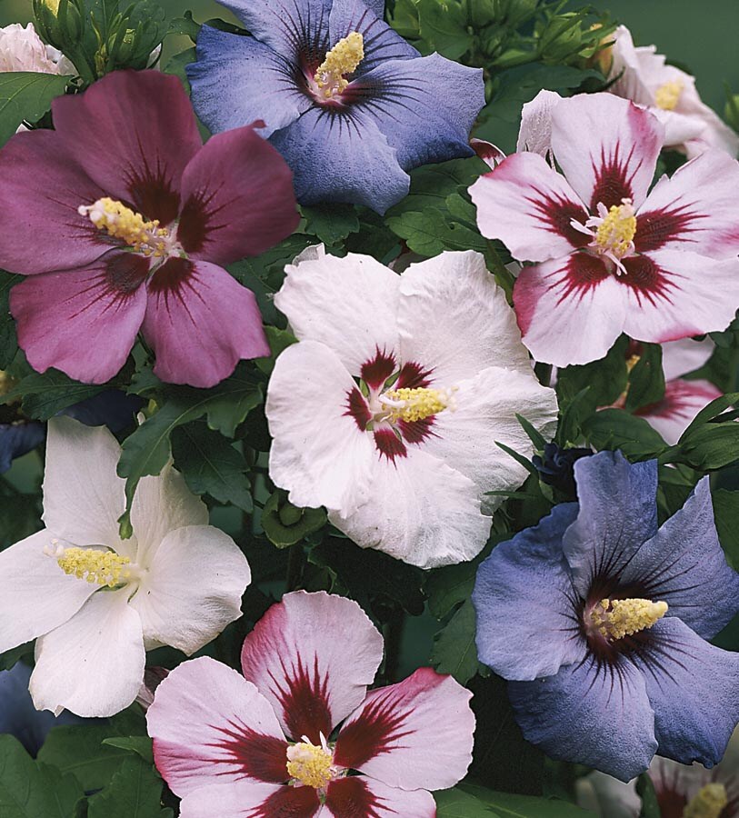  NURSERY Mixed Rose Of Sharon Flowering Shrub In Pot (With Soil)