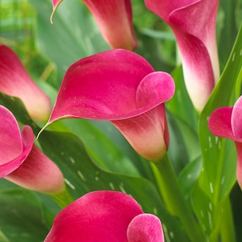 Van Zyverden Pink Callas Pink Jewel Bulbs Bagged 5-Count in the Plant ...