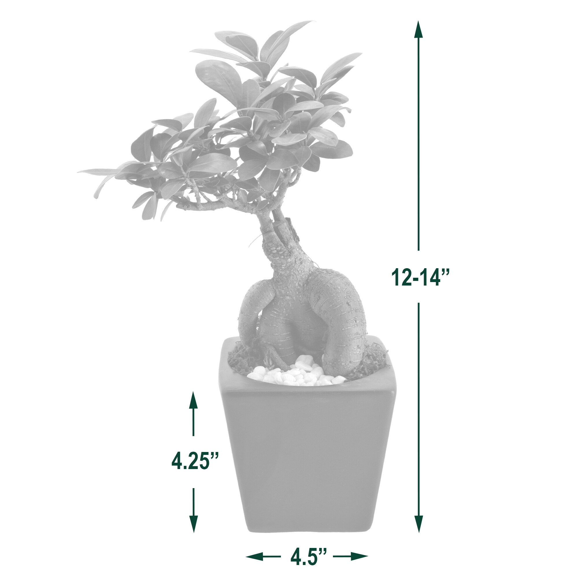 Arcadia Garden Products LV59 hseplants - View #4