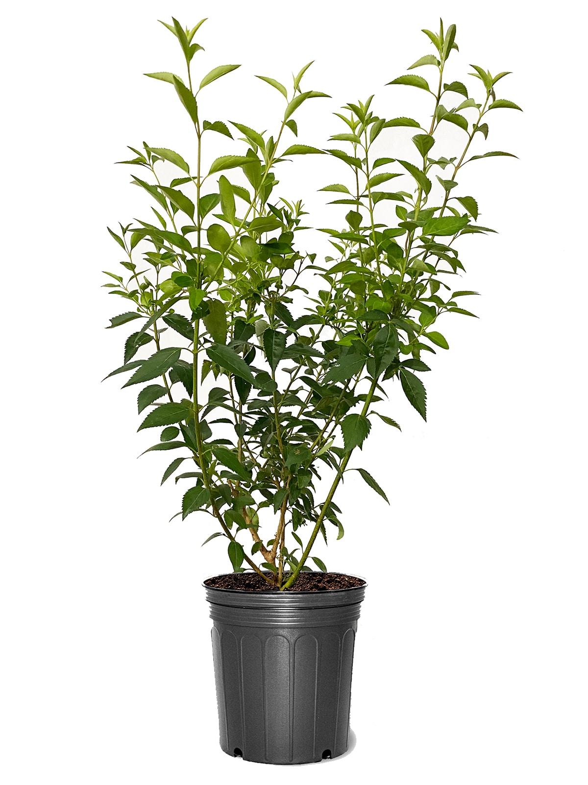 Southern Planters FORSYT03G Yellow Forsythia Flowering Shrub in 3 -Gallon Pot 1.0 -Pack with Yellow Blooms