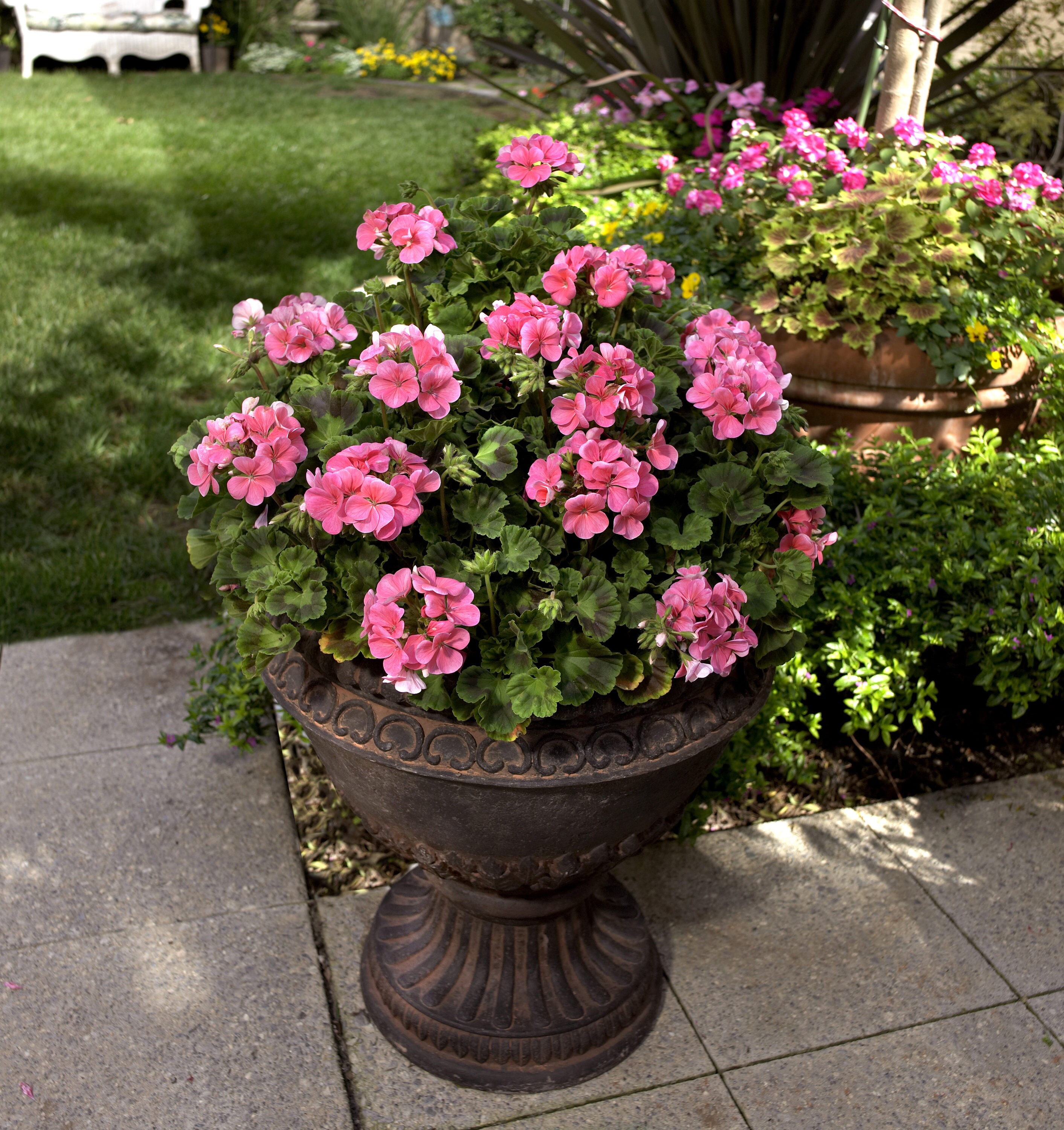 Lowe's 560004 annuals - View #2