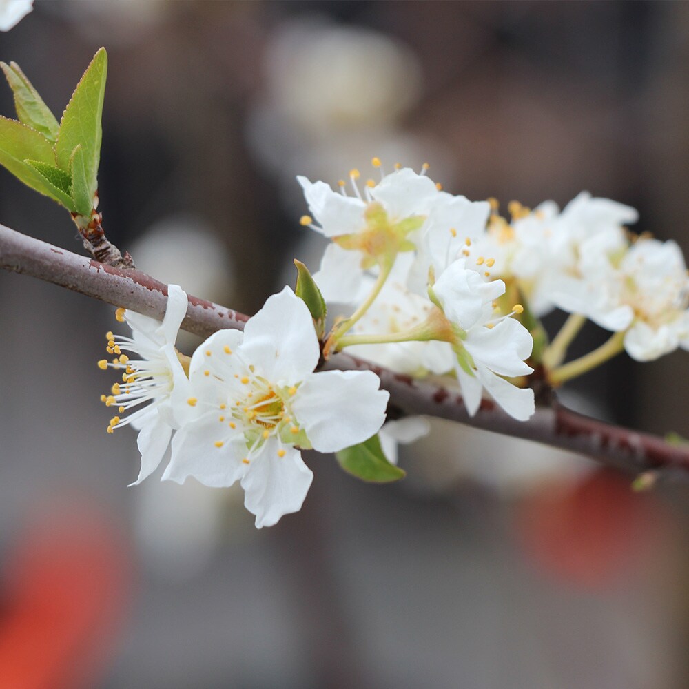 Brighter Blooms 11067 Fruit-Plants - View #3