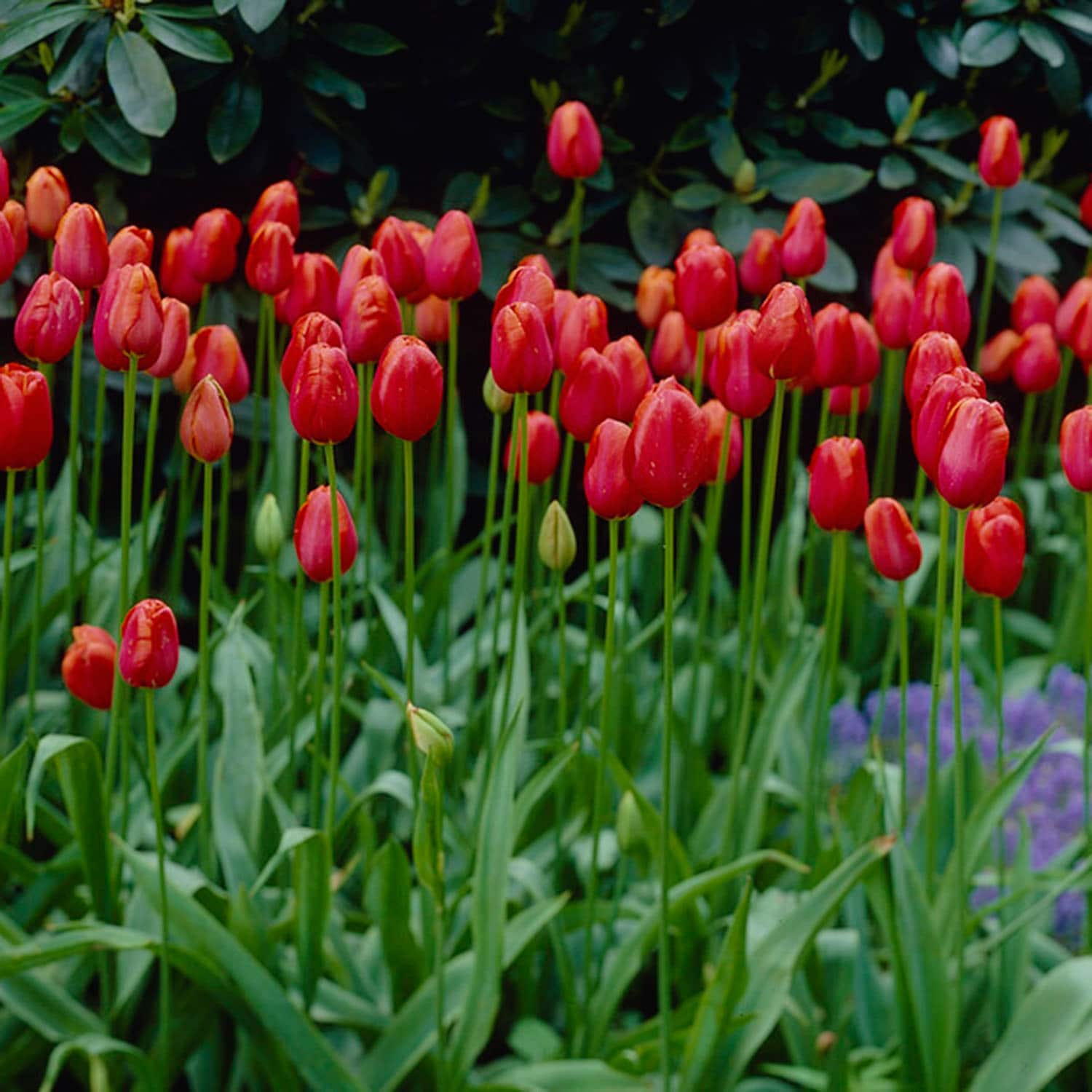 Garden State Bulb ECF-94-100-04 Plant-Bulbs - View #6