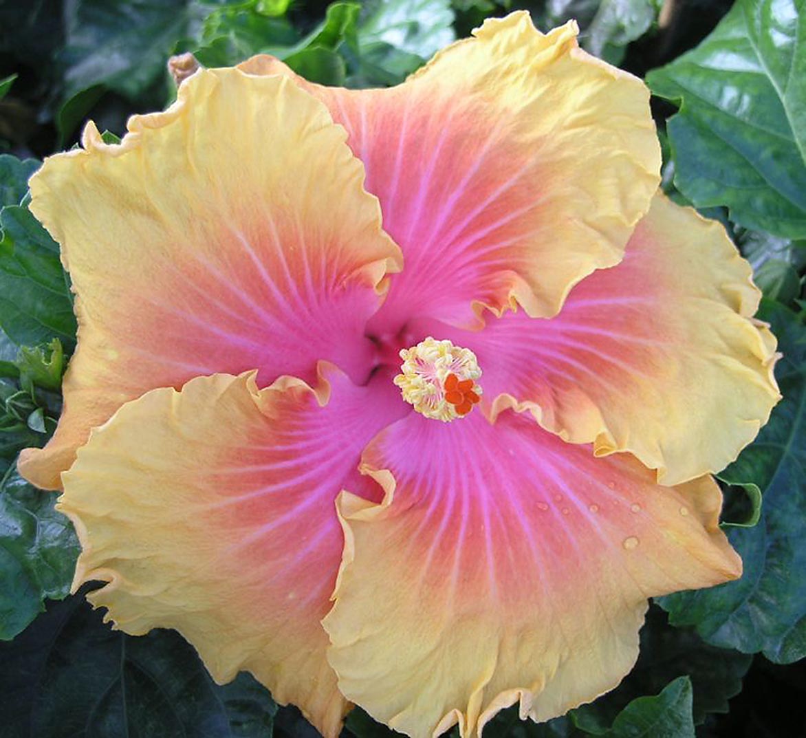 Monrovia Bicolor The Path Hibiscus Flowering Shrub in Pot With ...