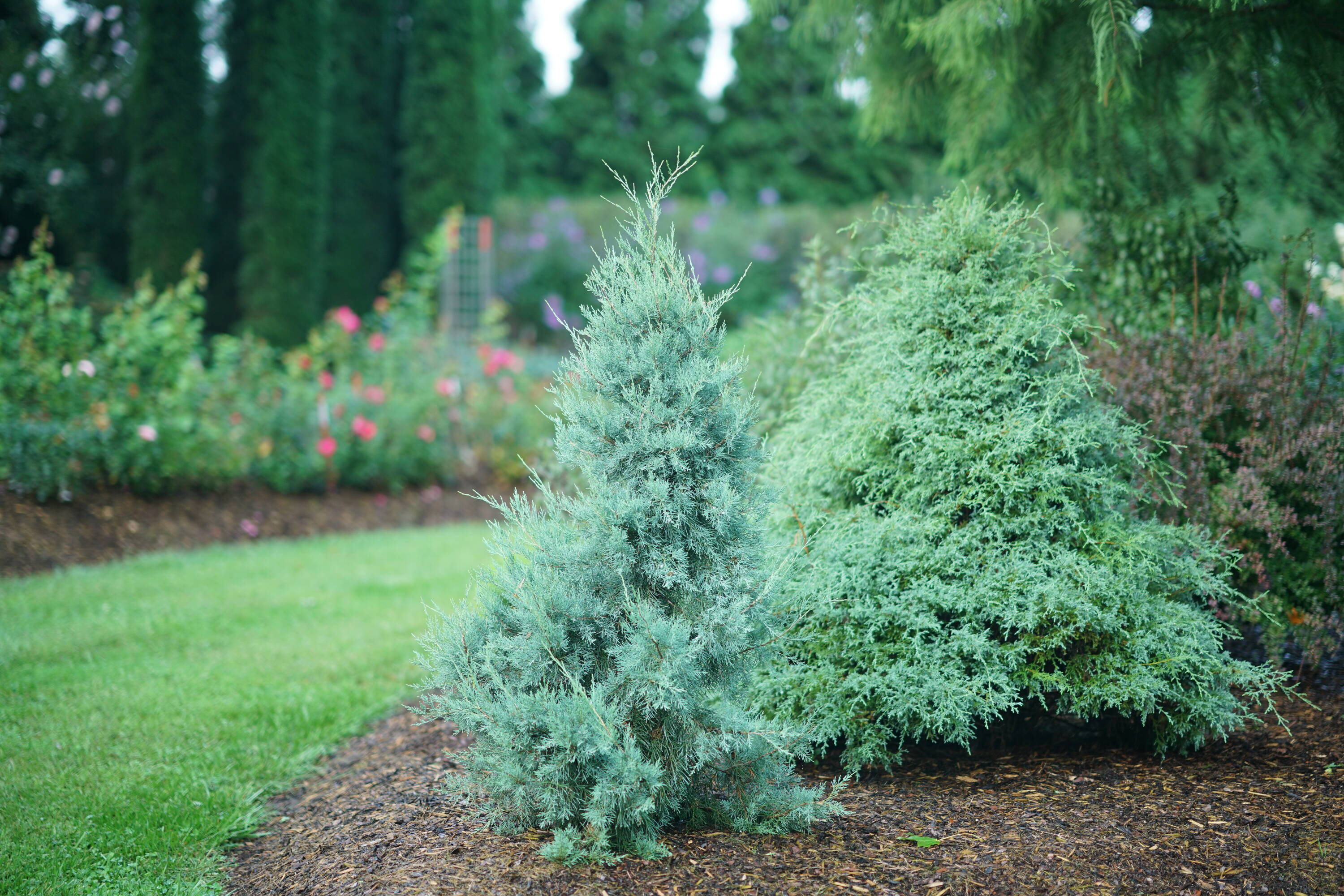Proven Winners JUNPRC1026101 Aquavita Juniper (Juniperus) Foundation/Hedge Shrub in 1 -Gallon Pot 1.0 -Pack