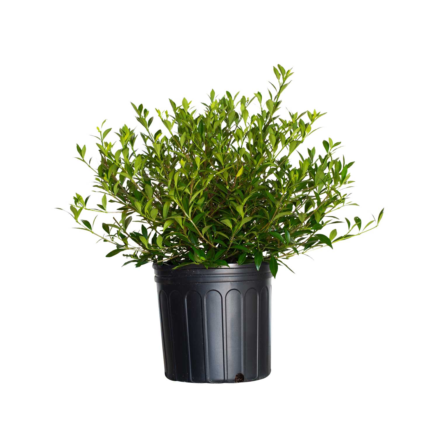Flowerwood 21003FL-1 Dwarf Radicans Gardenia l Cape Jasmine Foundation/Hedge Shrub in 2.5 -Gallon Pot 1 -Pack with White Blooms