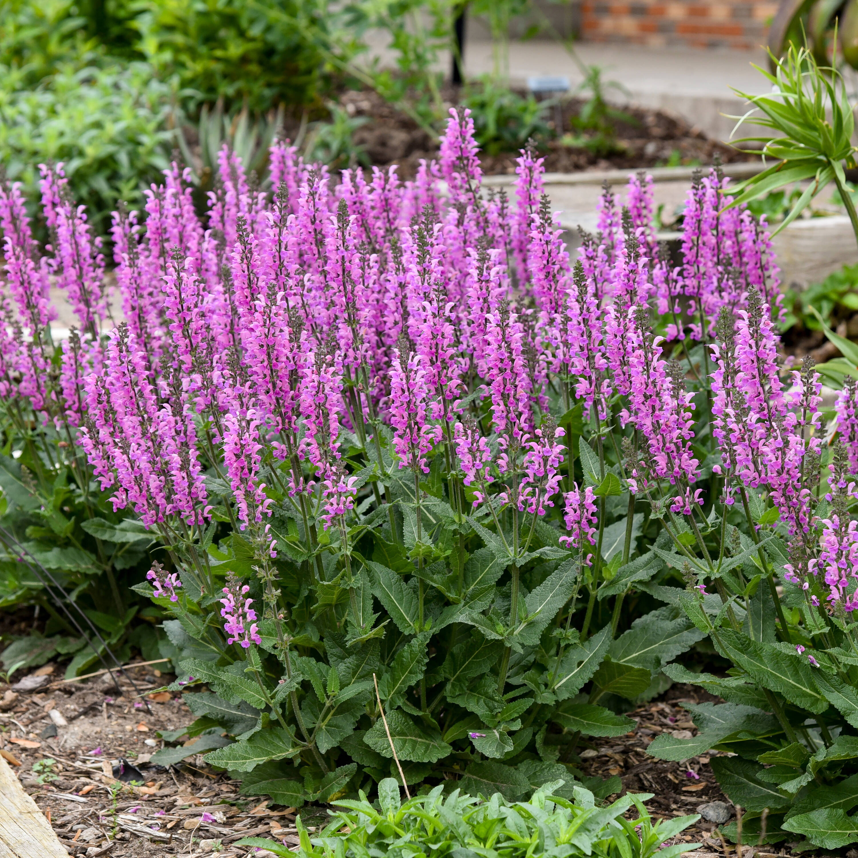 Proven Winners SALPWP1276102 perennials - View #8