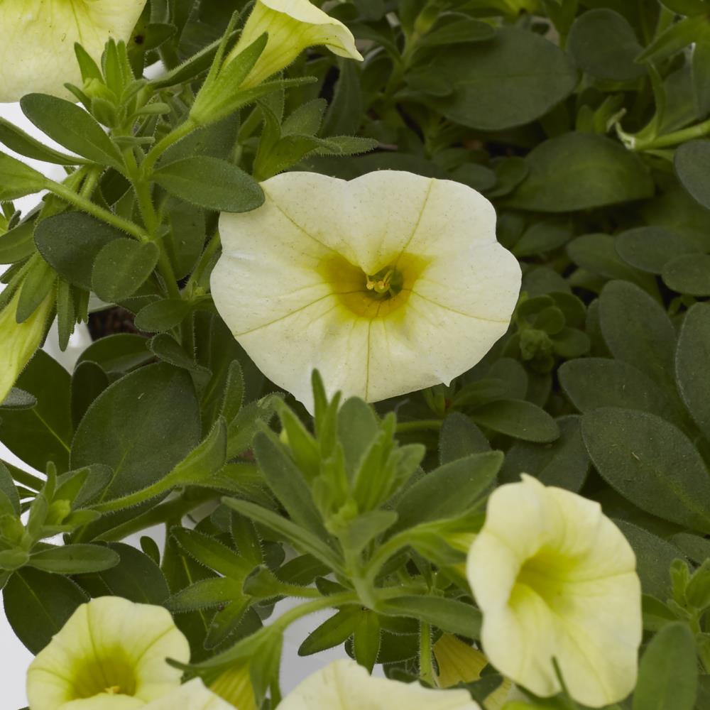 Lowe's NURSERY annuals - View #10