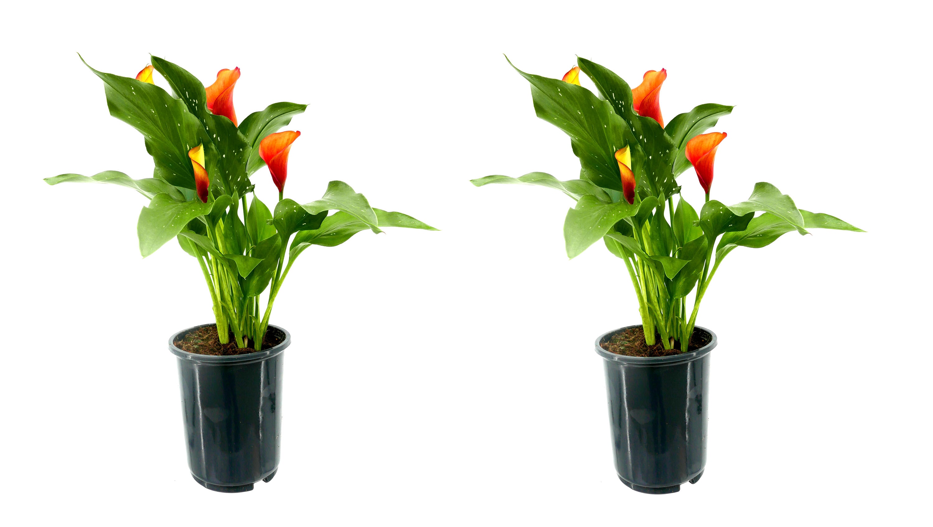  2453 Orange Calla Lily Plant in 2.5 -Quart Pot 2 -Pack