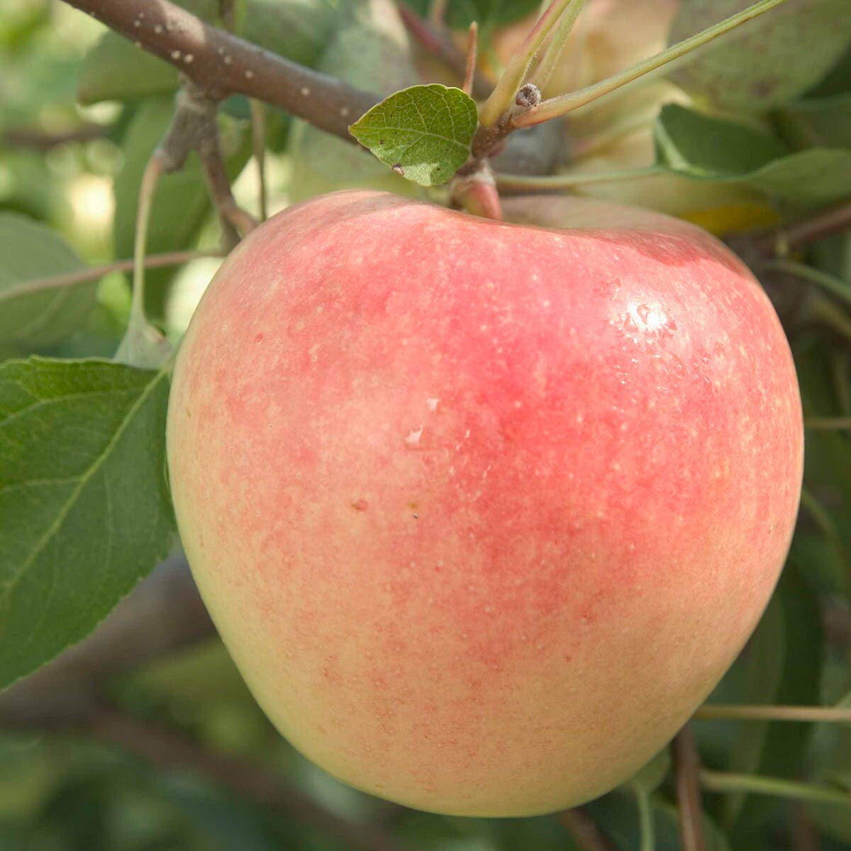 Gardens Alive! 80625 Fruit Sundance Apple Dwarf Starter Bareroot