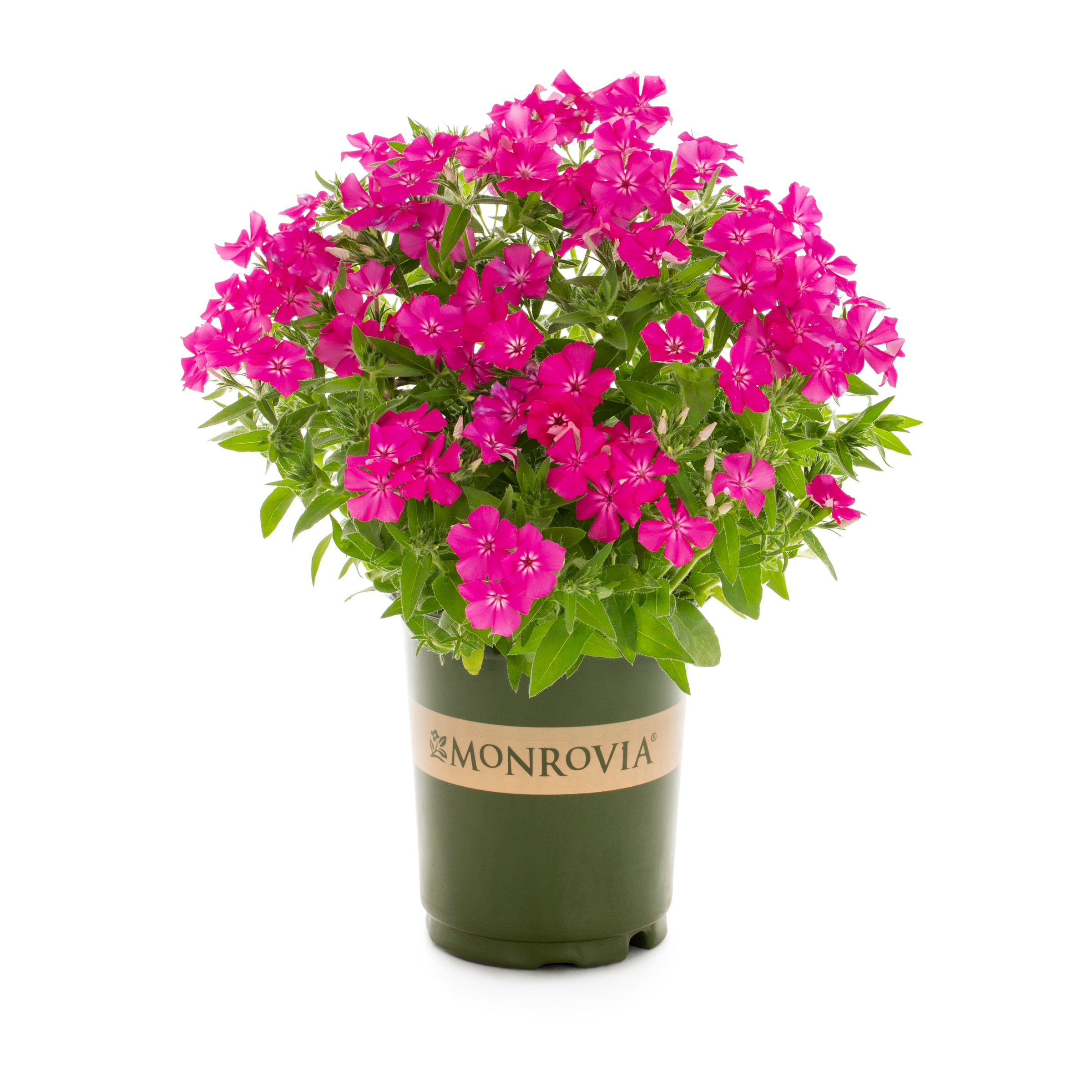 Lowe's Multicolor Phlox In 1-quart Pot In The Annuals Department At 