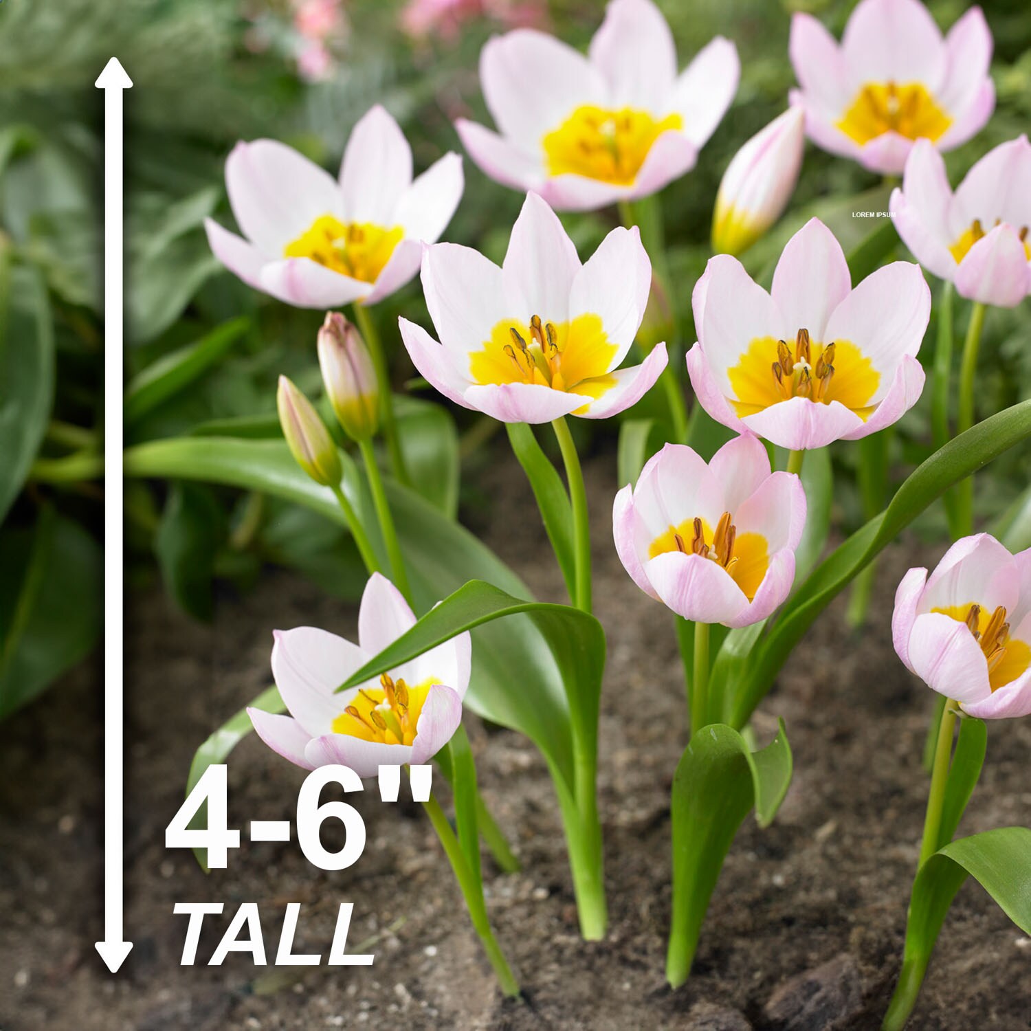 Garden State Bulb ECF-84-100-04 Plant-Bulbs - View #3