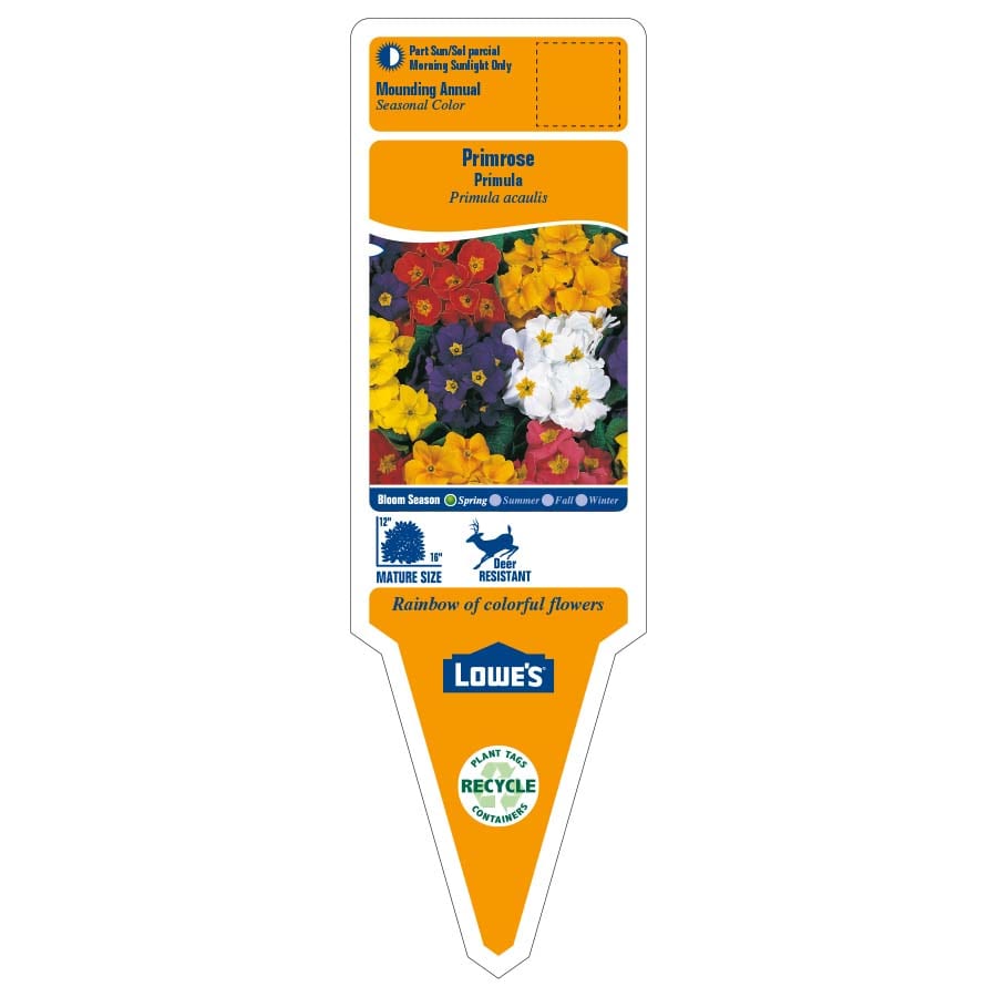 Lowe's NURSERY annuals - View #2