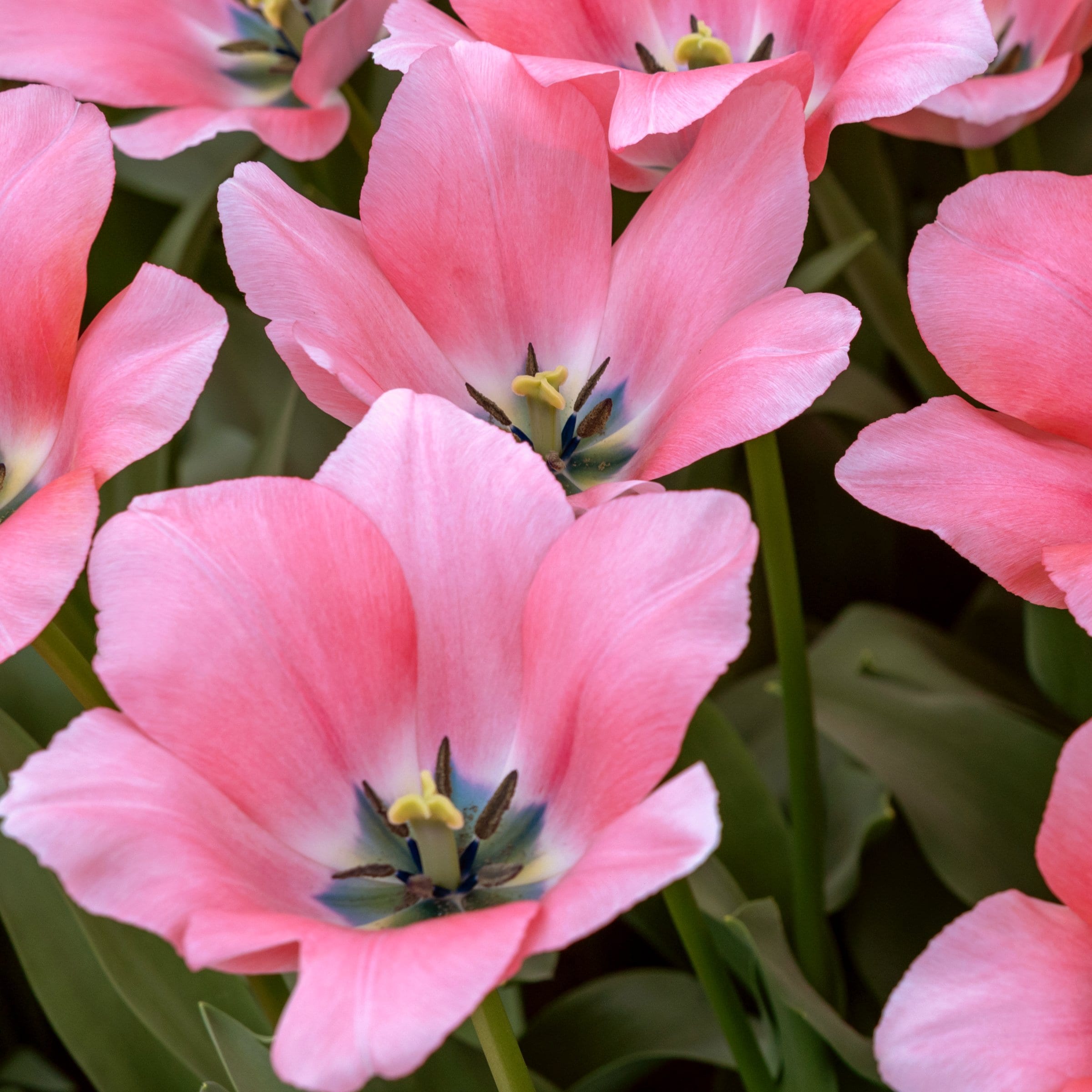 National Plant Network LW3150B Plant-Bulbs - View #8