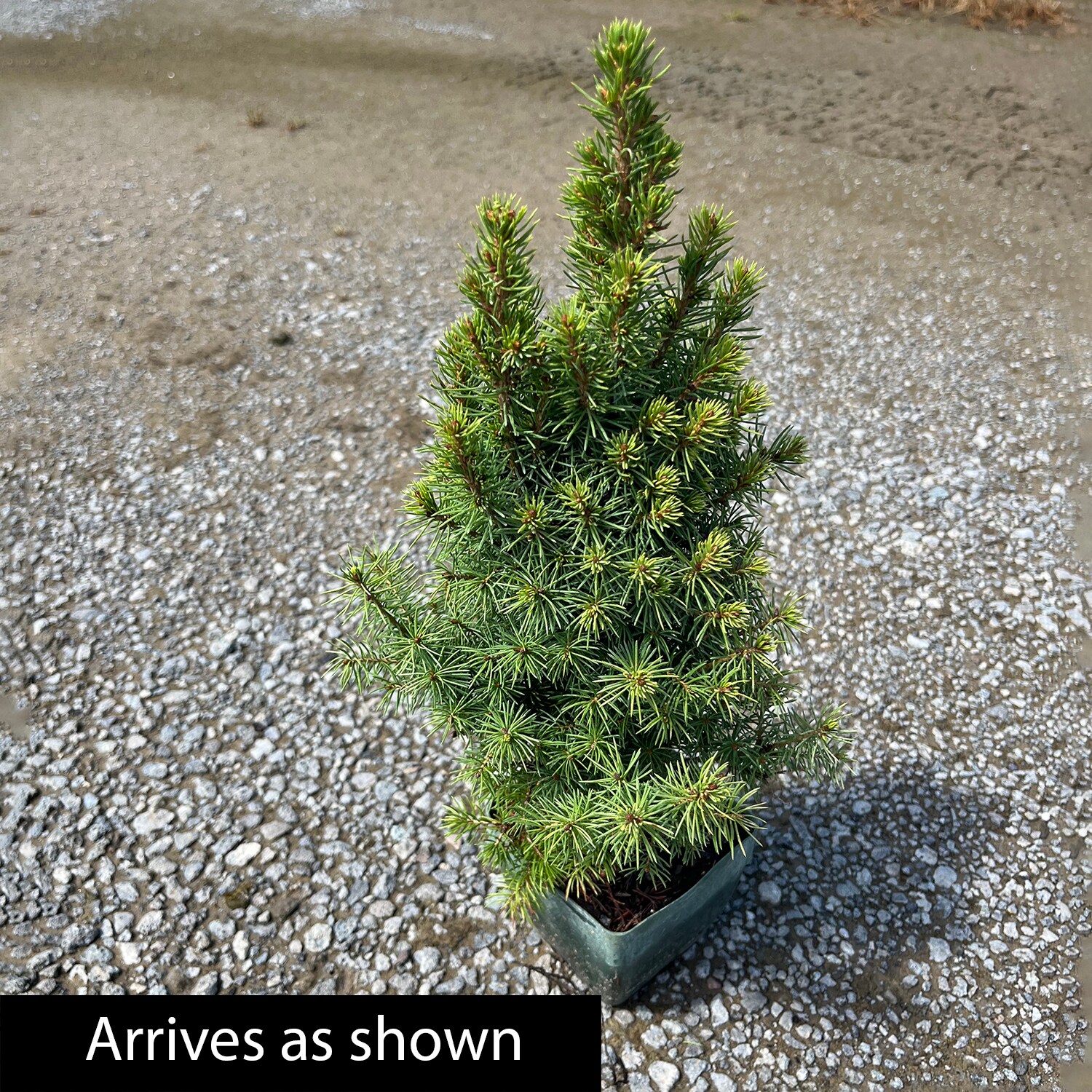 Spring Hill Nurseries 92459 shrubs - View #4