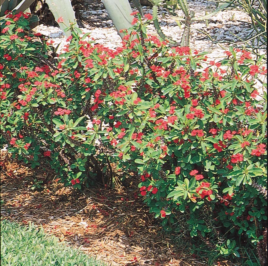 Crown of Thorns  Star Nursery Garden and Rock Centers