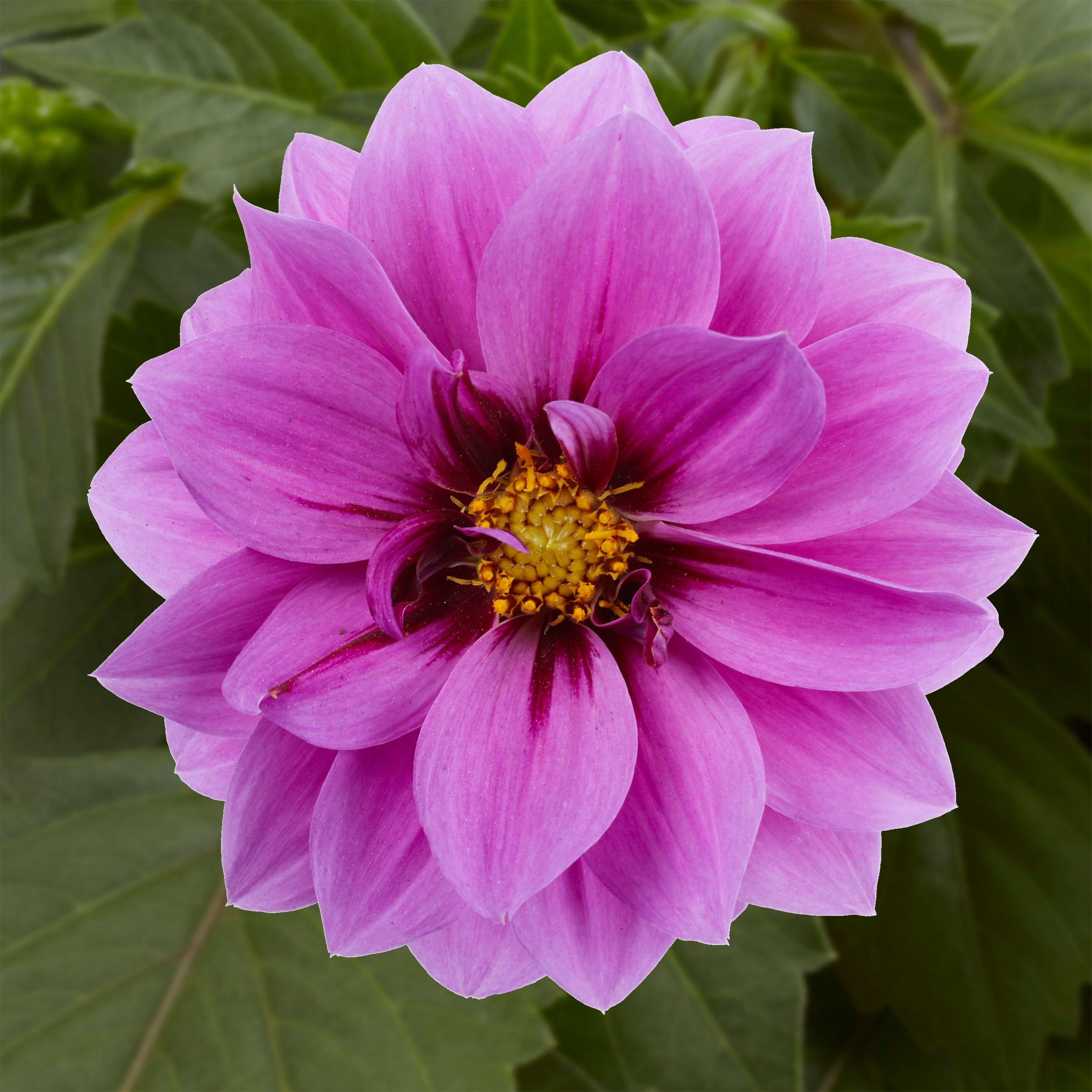 Monrovia 208463 annuals - View #4