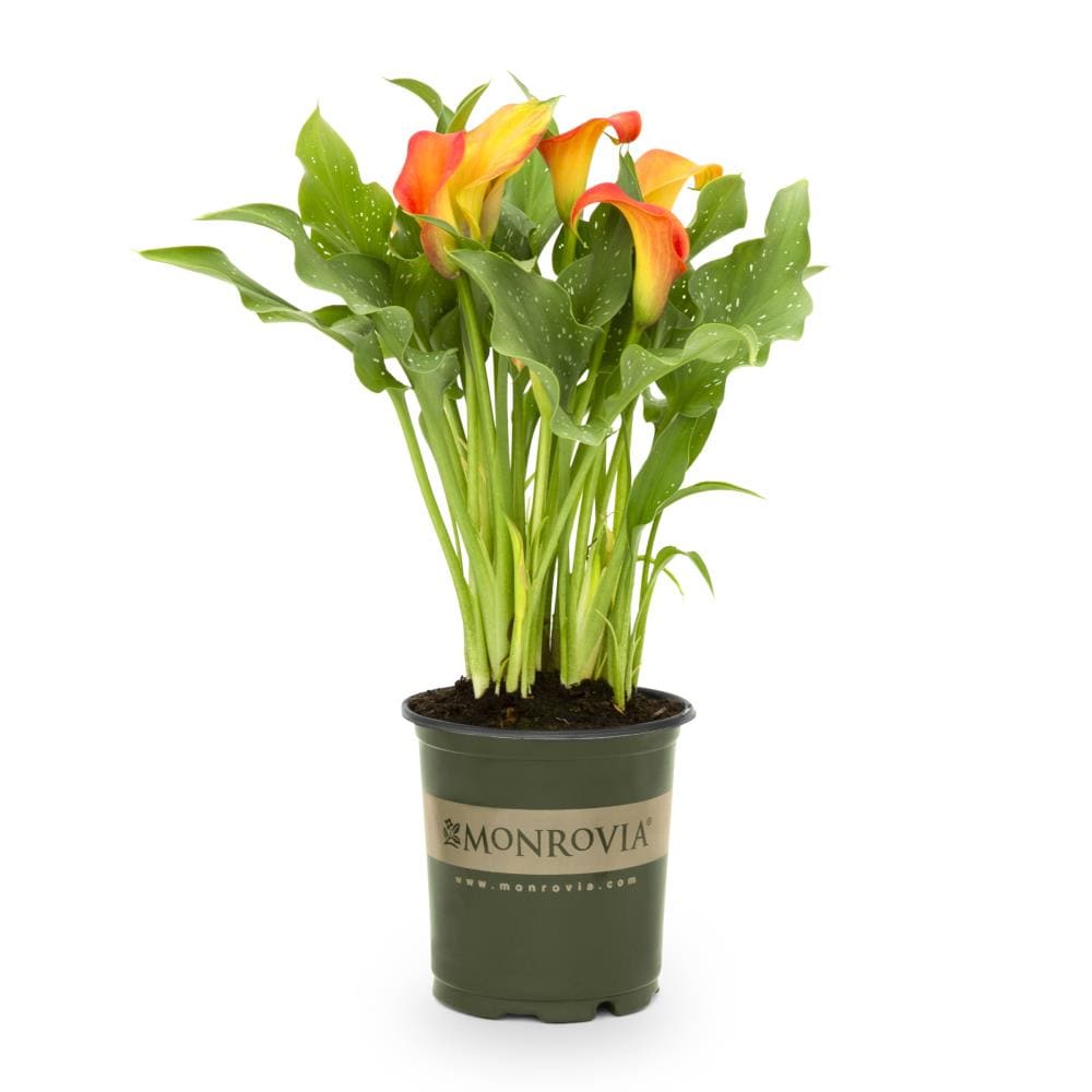Monrovia NURSERY Orange Calla Lily Plant in -Quart Pot 1 -Pack