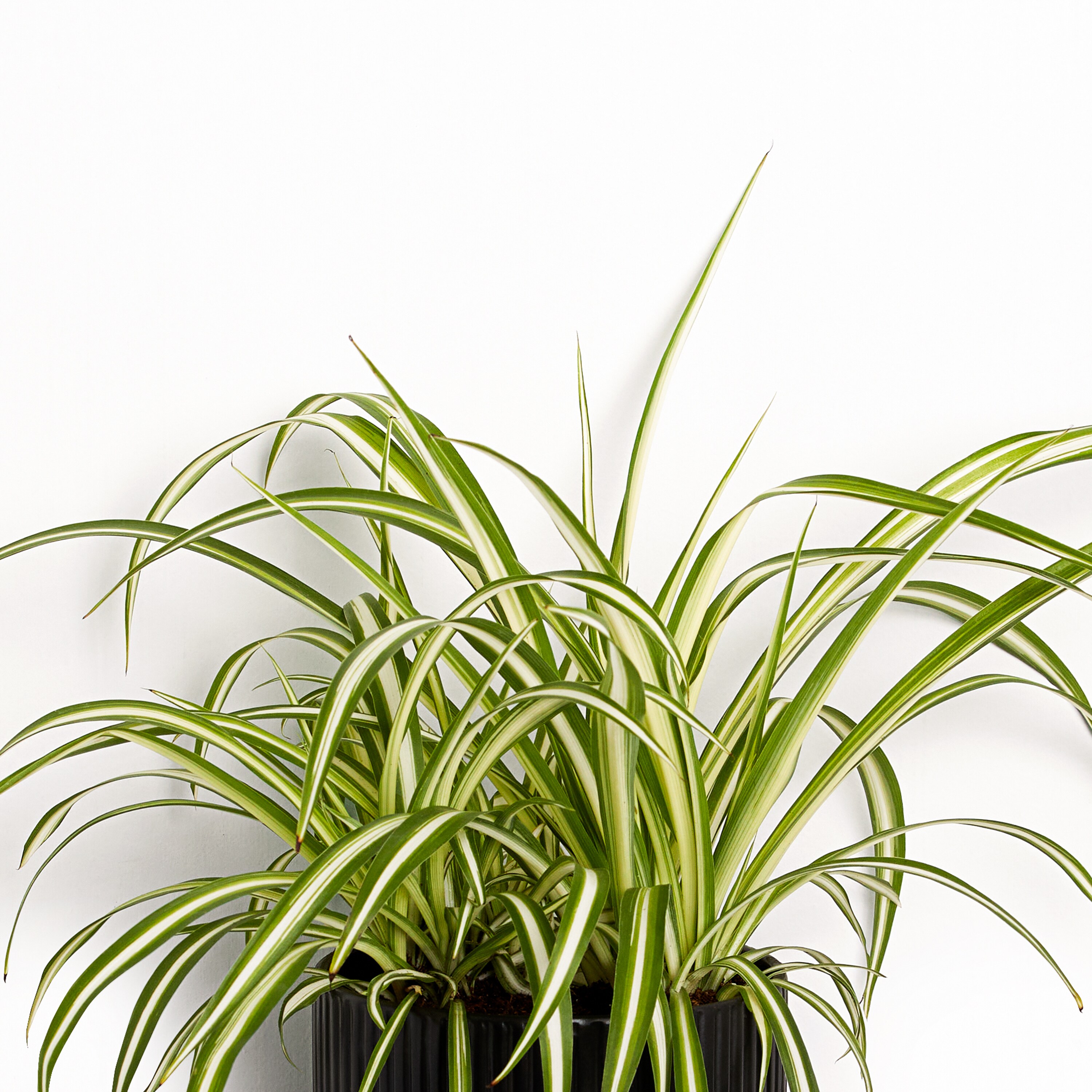 Spider Plant — Lakewood Plant Company